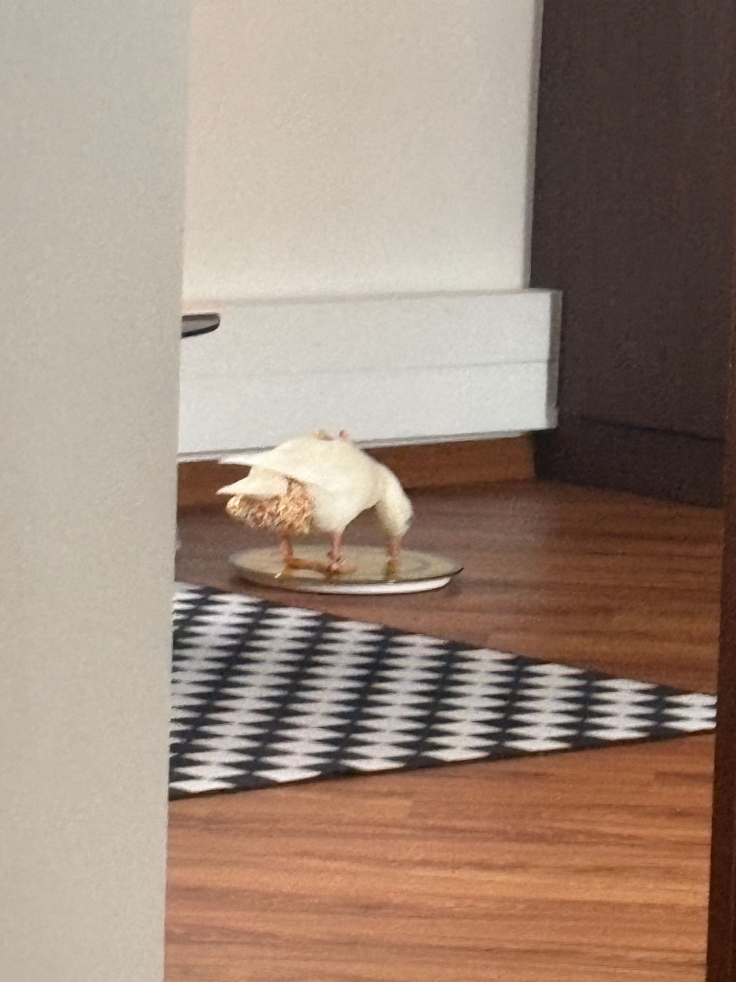 Dopey’s life update!