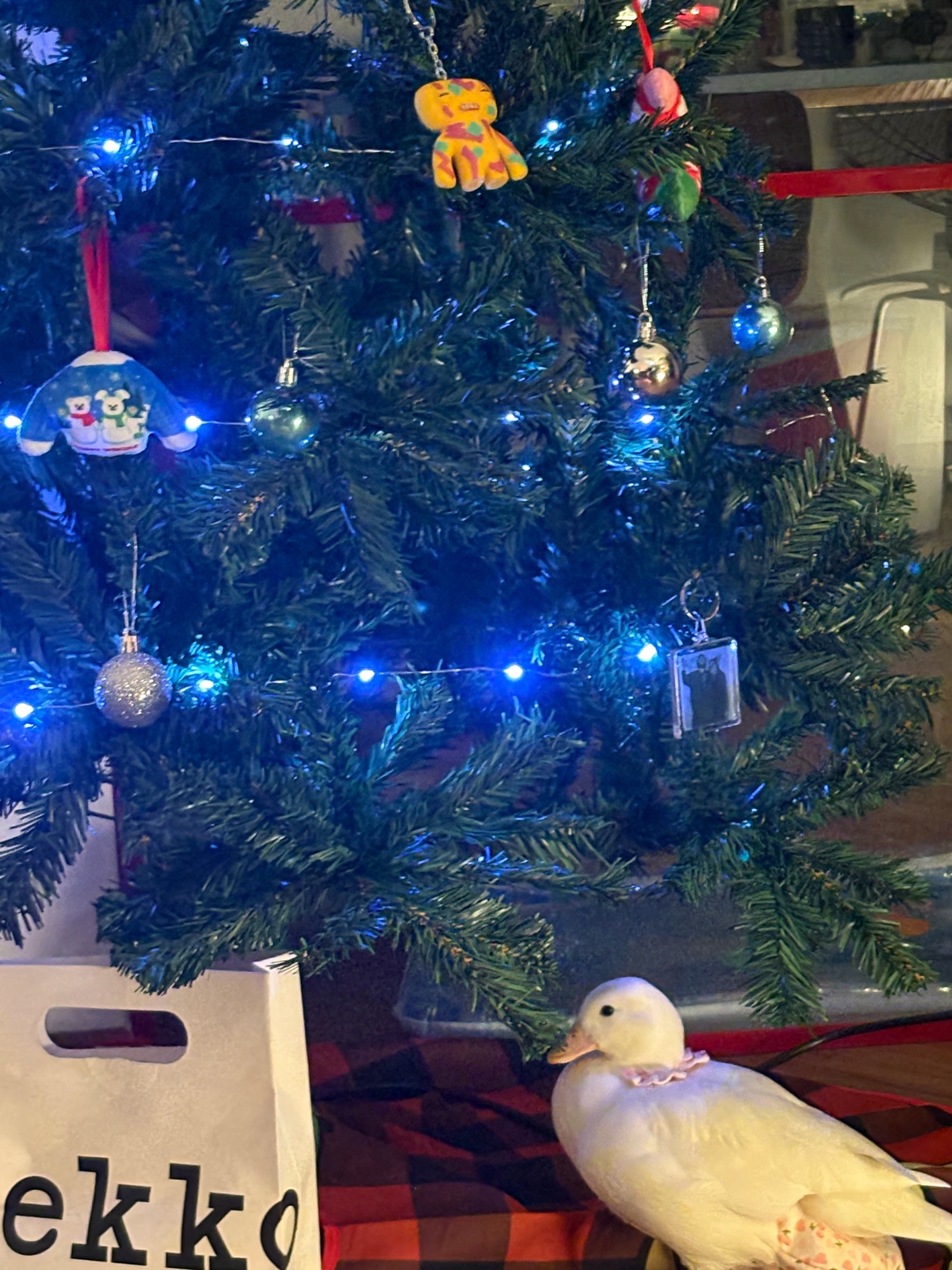 Dopey’s life update!