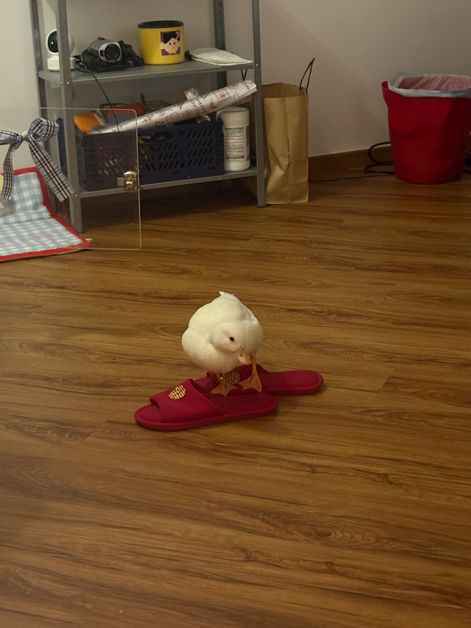 Dopey’s life update!