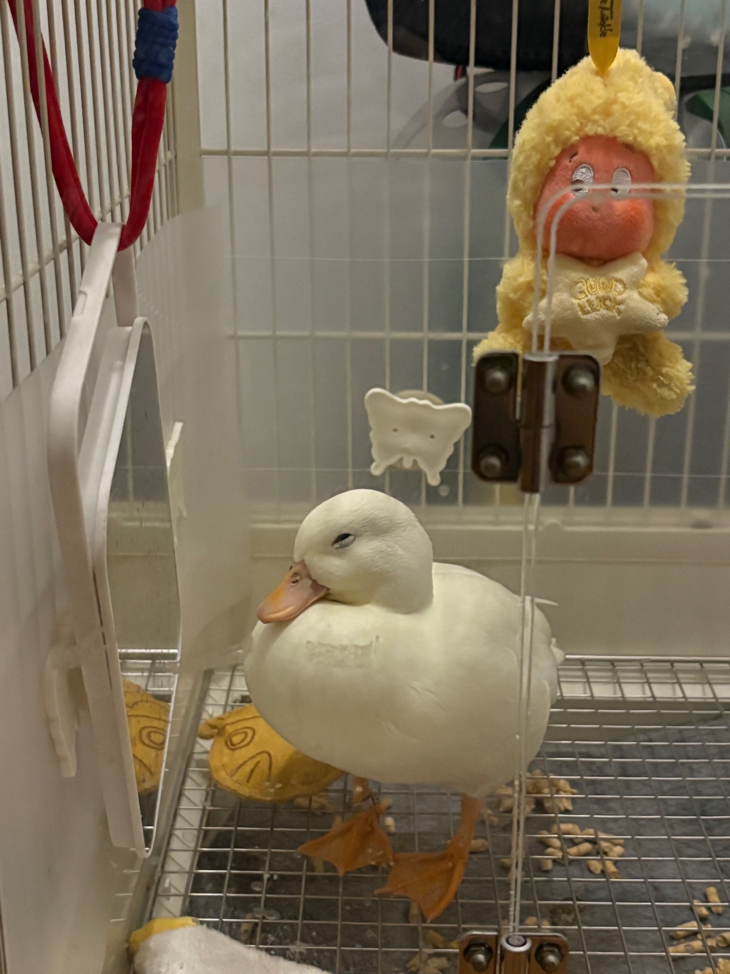 Dopey’s life update!