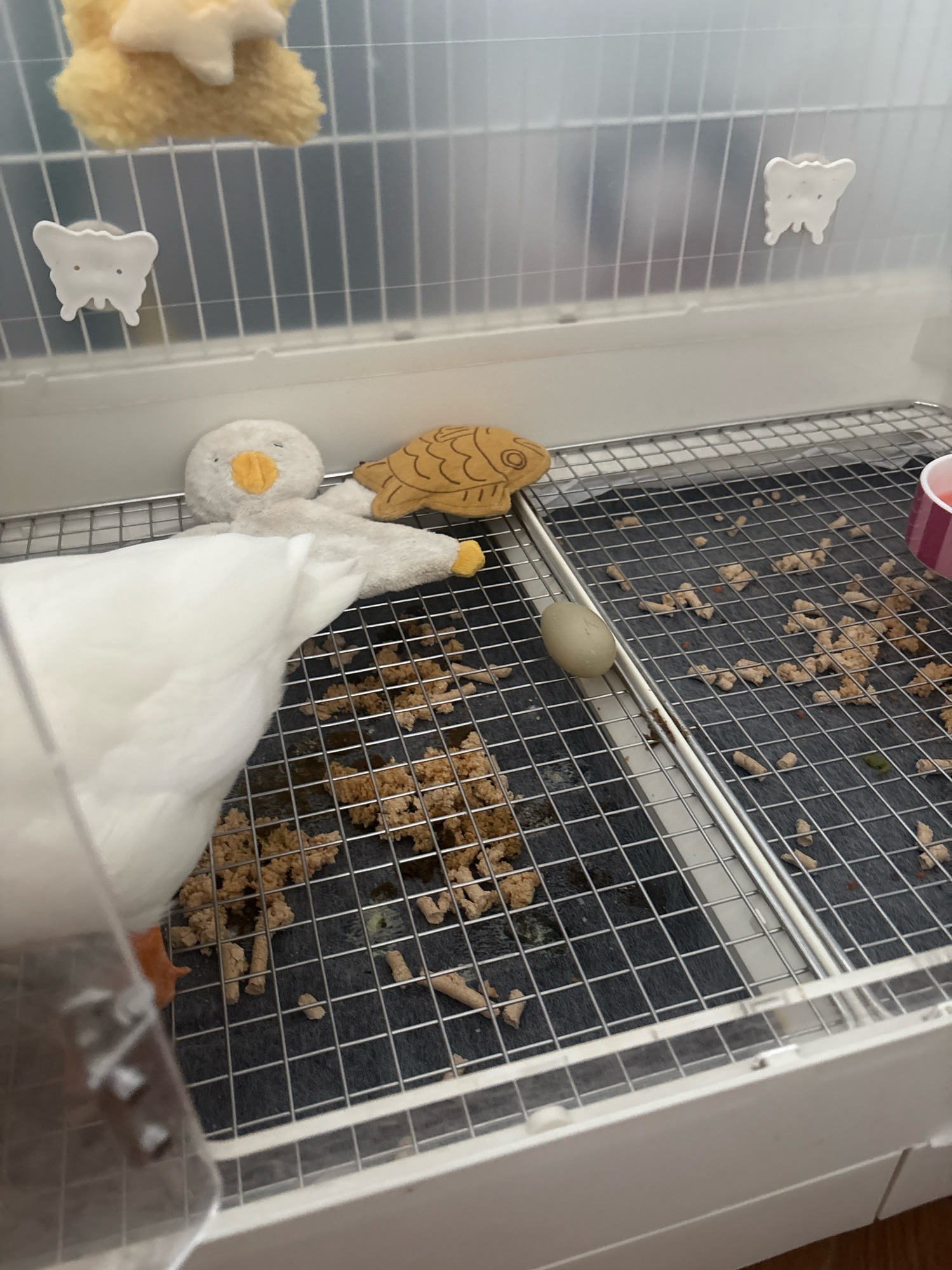 Dopey’s life update!