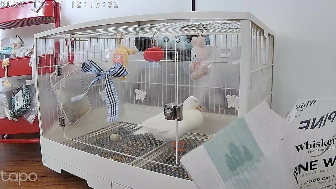 Dopey’s life update!