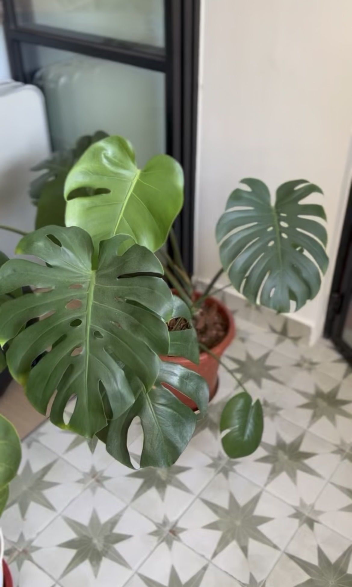 Indoor plants you can consider to bring life to your home (part 1)