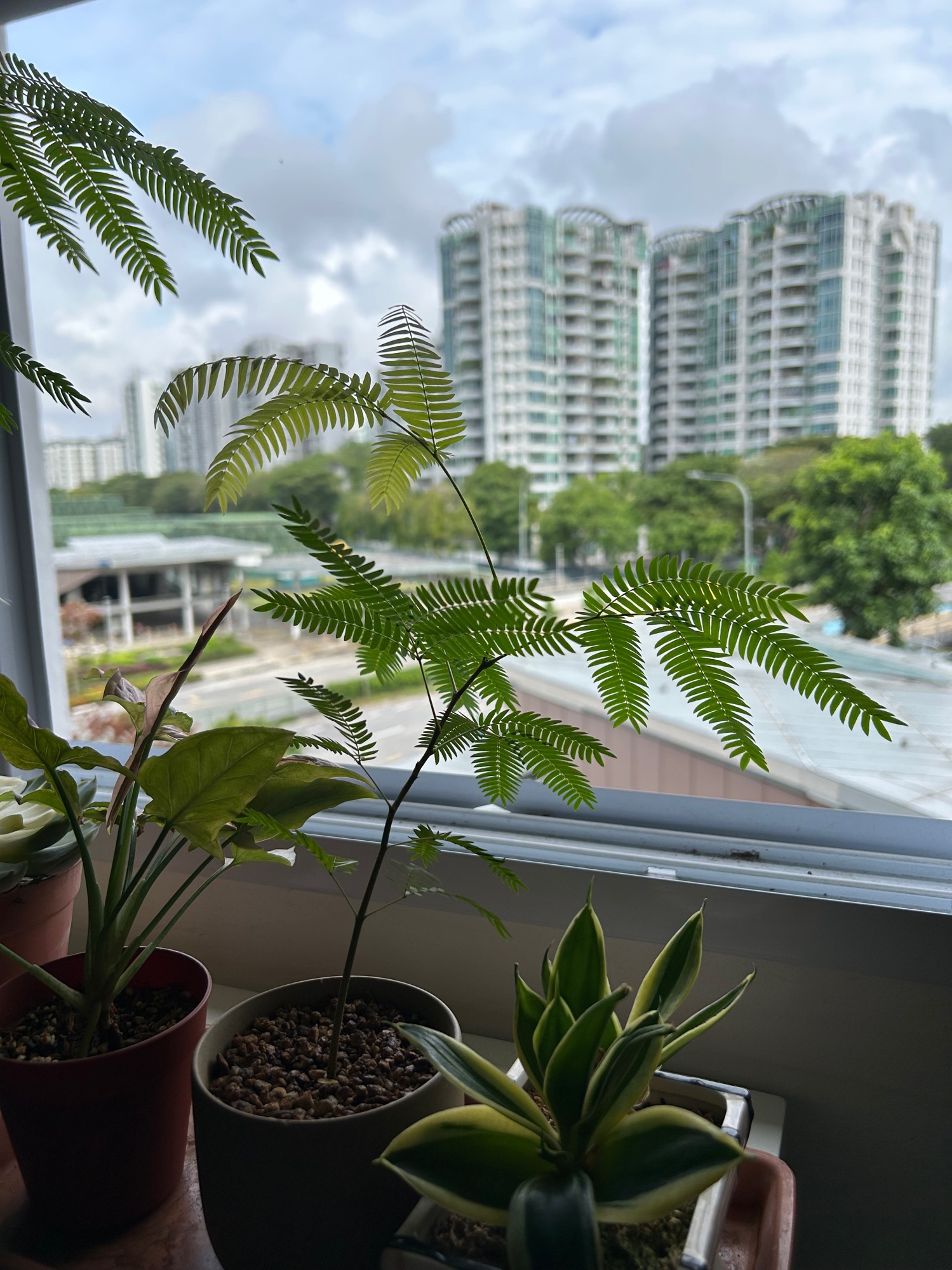 Indoor plants you can consider to bring life to your home (part 1)