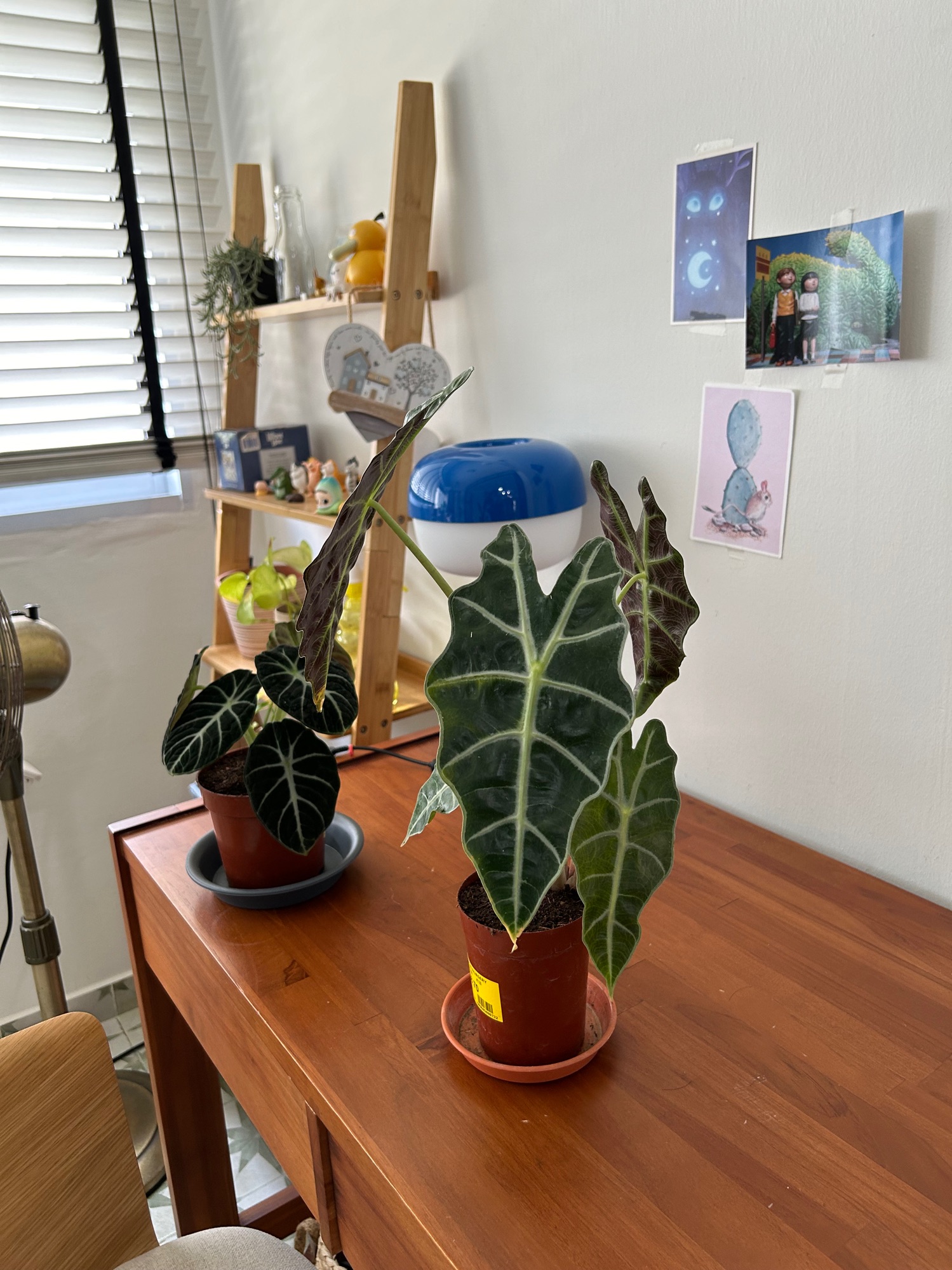 Indoor plants you can consider to bring life to your home (part 1)