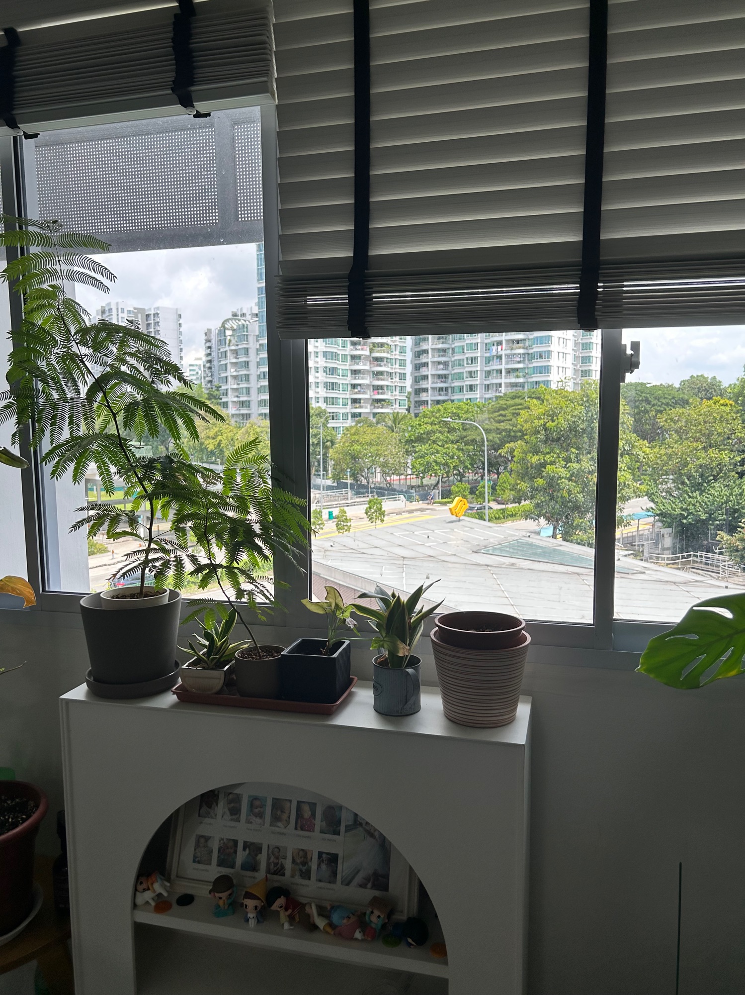 Indoor-plants-you-can-consider-to-brighten-up-your-space-(part-2)-