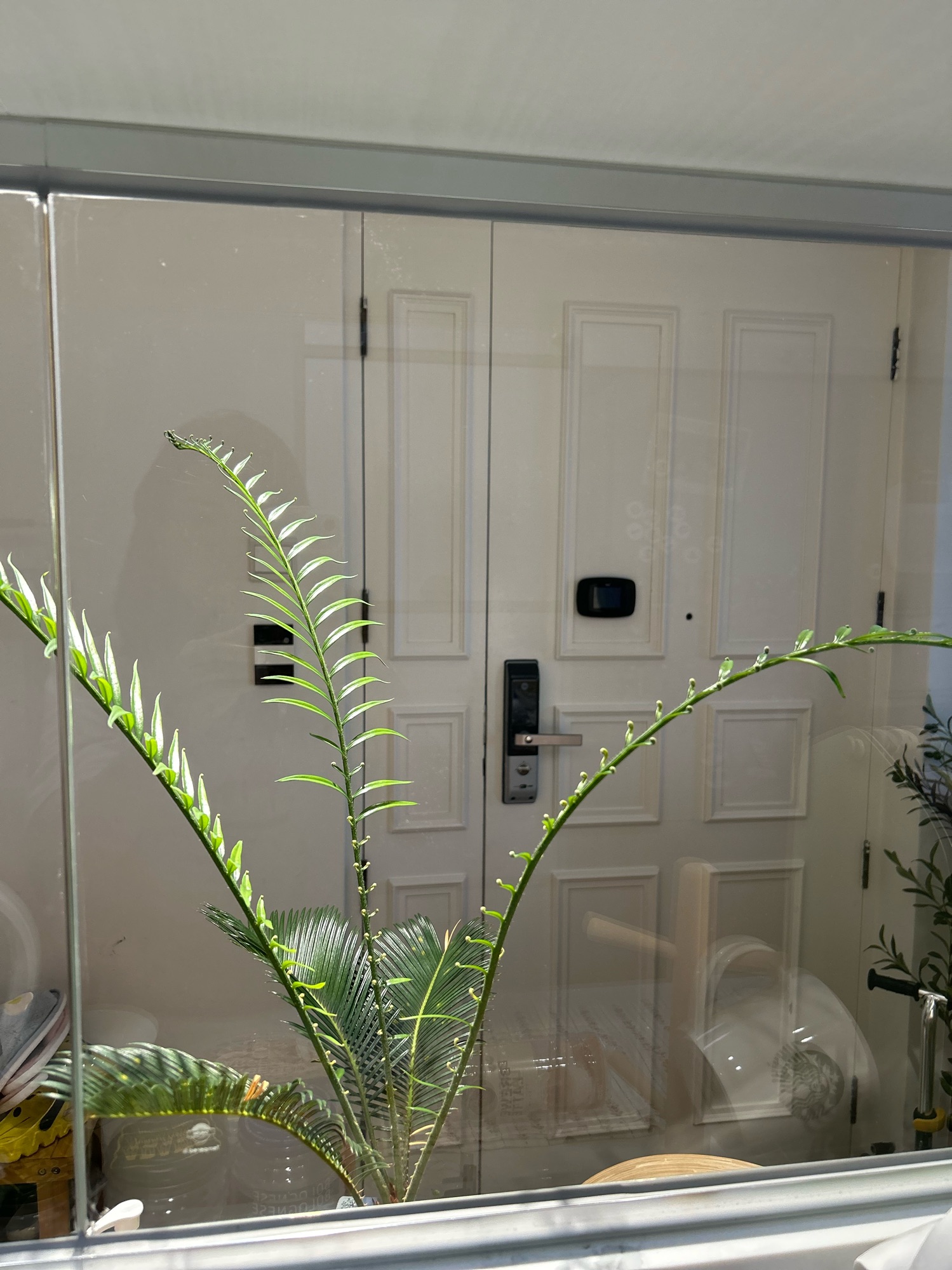 Indoor plants you can consider to brighten up your space (part 2)