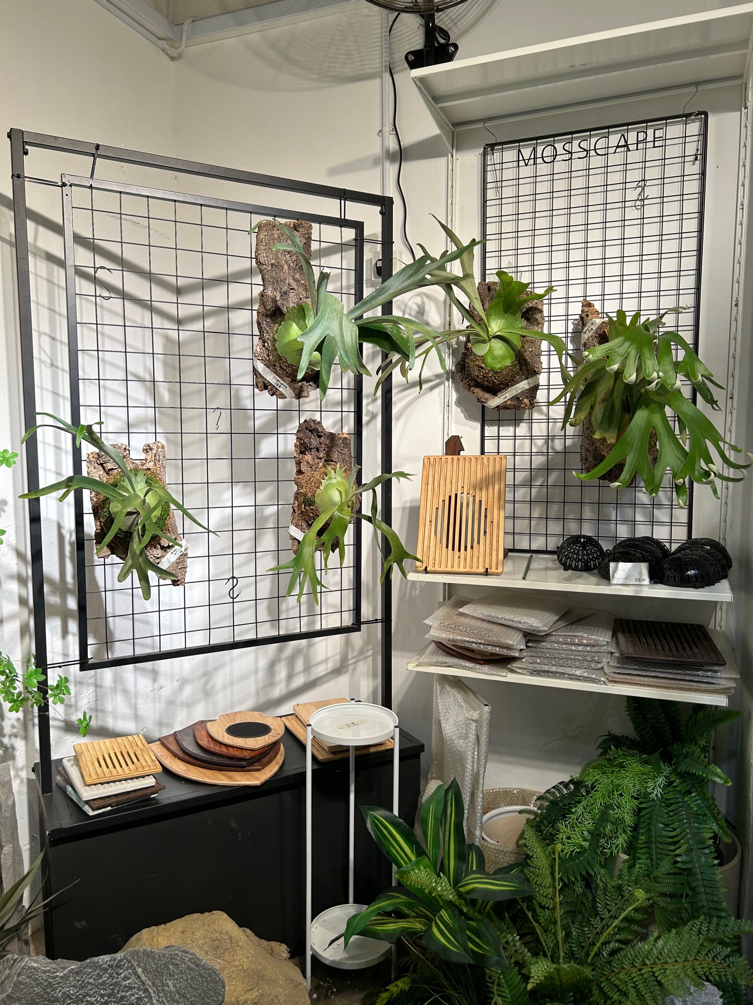 Indoor plants you can consider to brighten up your space (part 2)