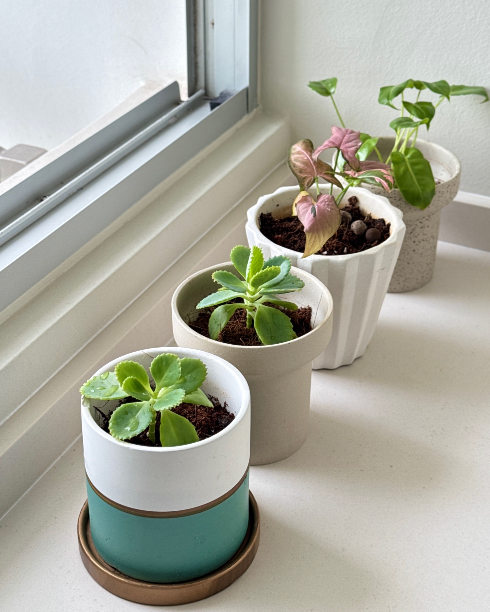 A Quiet Refresh in Our Green Corner 🌱