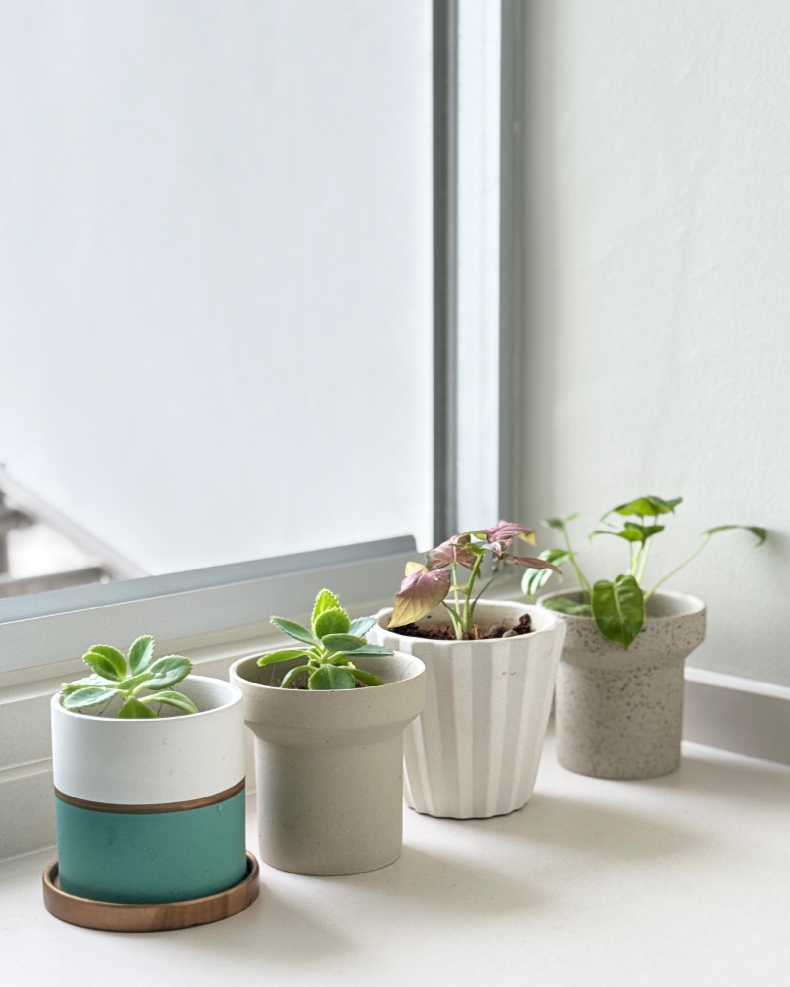 A Quiet Refresh in Our Green Corner 🌱