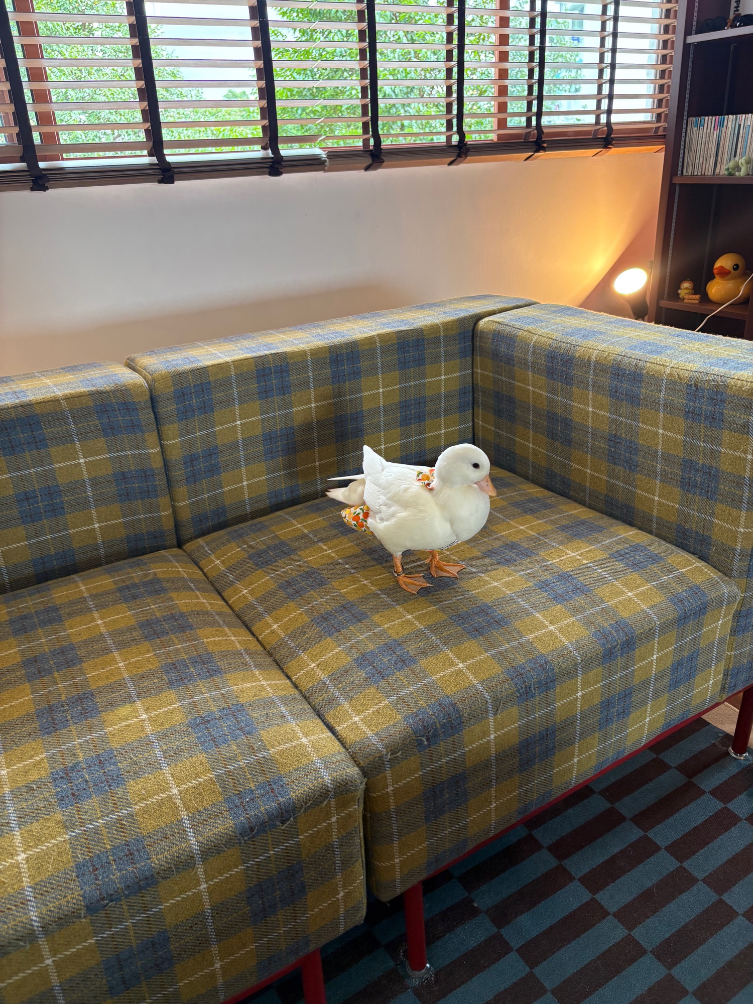 Inconveniences we accepted for an aesthetic home