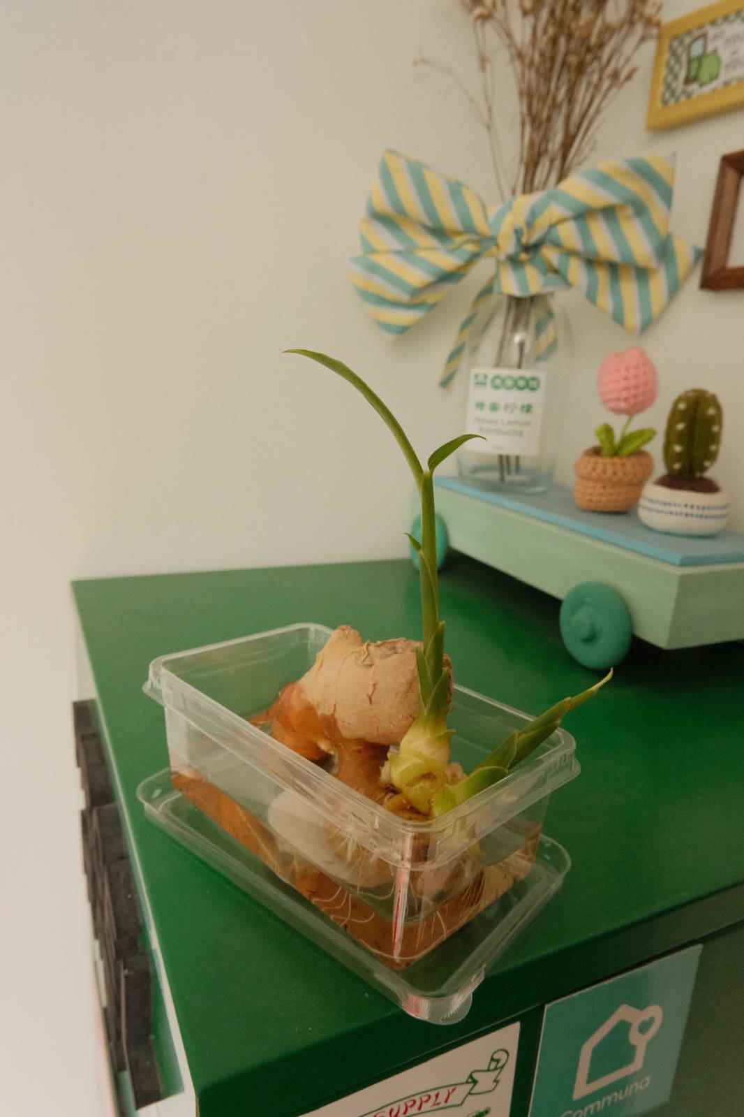 New-Year,-New-Plant!