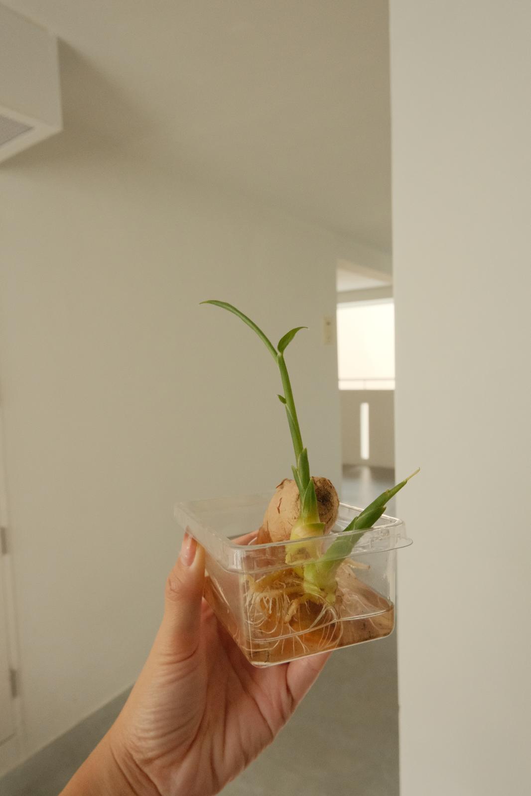 New Year, New Plant!