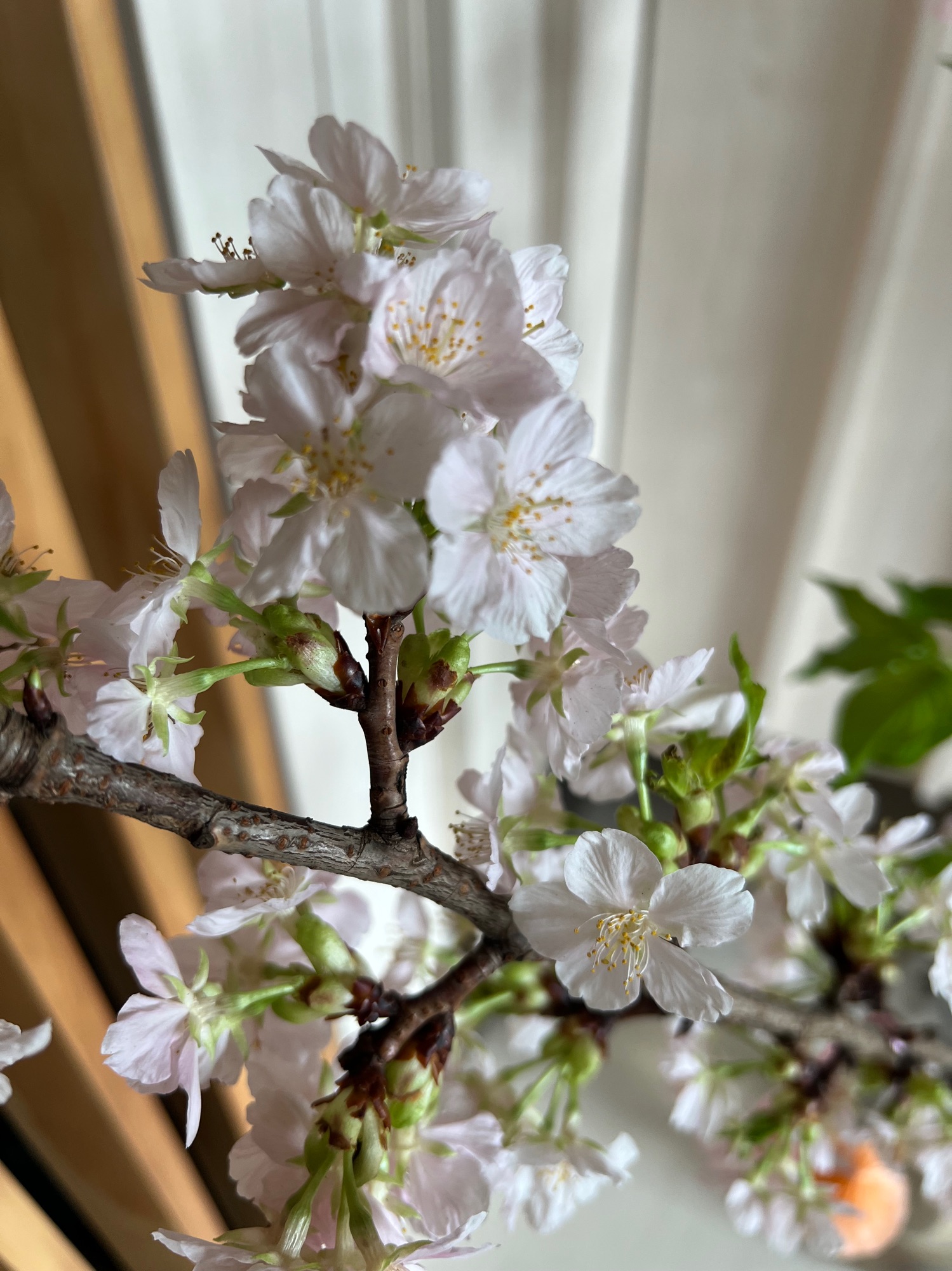 🌸-Our-Simple-CNY-decor-ideas-this-year-✨🧧