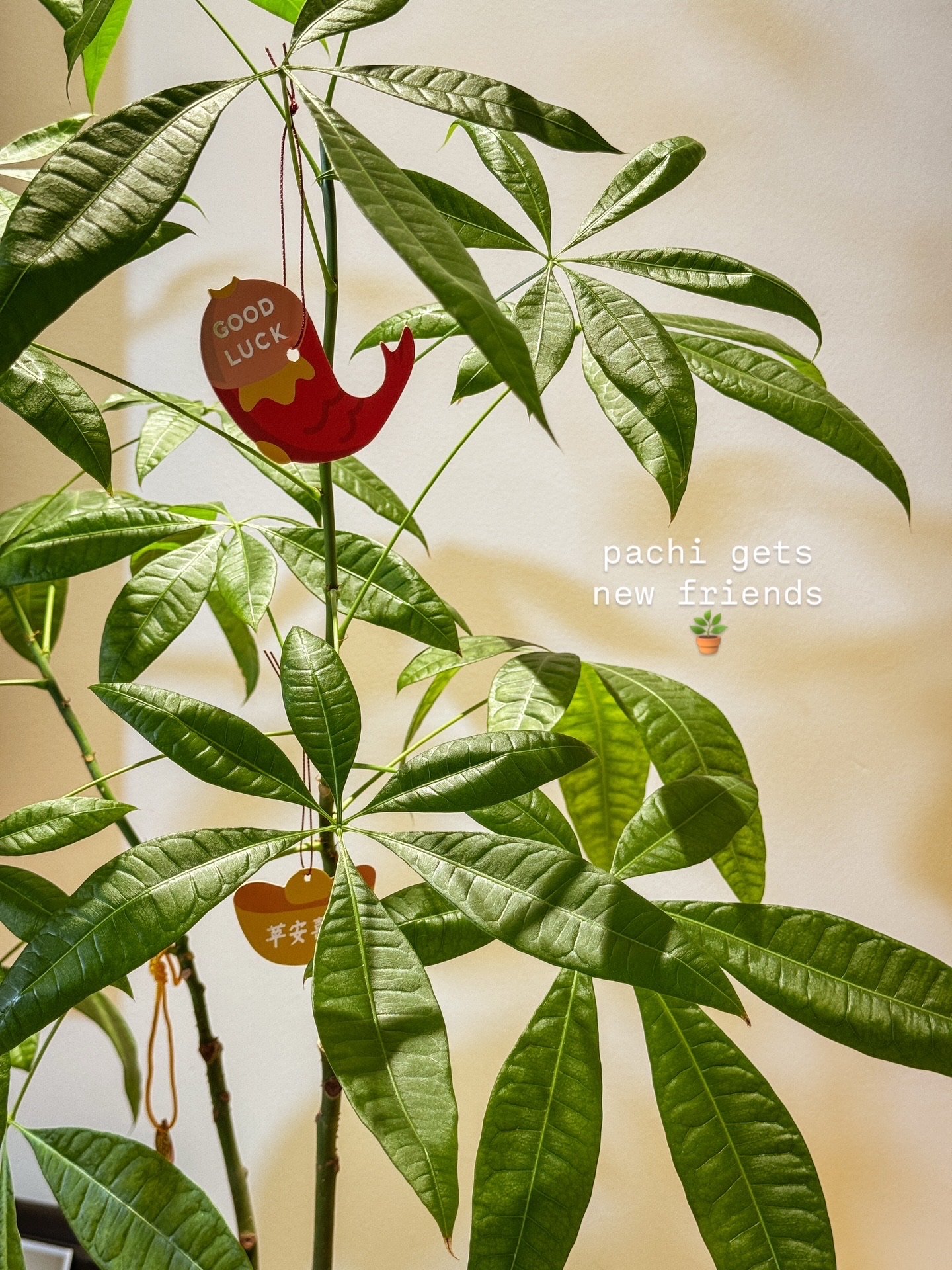 lunar new year vibes in our creamy home 🍊🍊