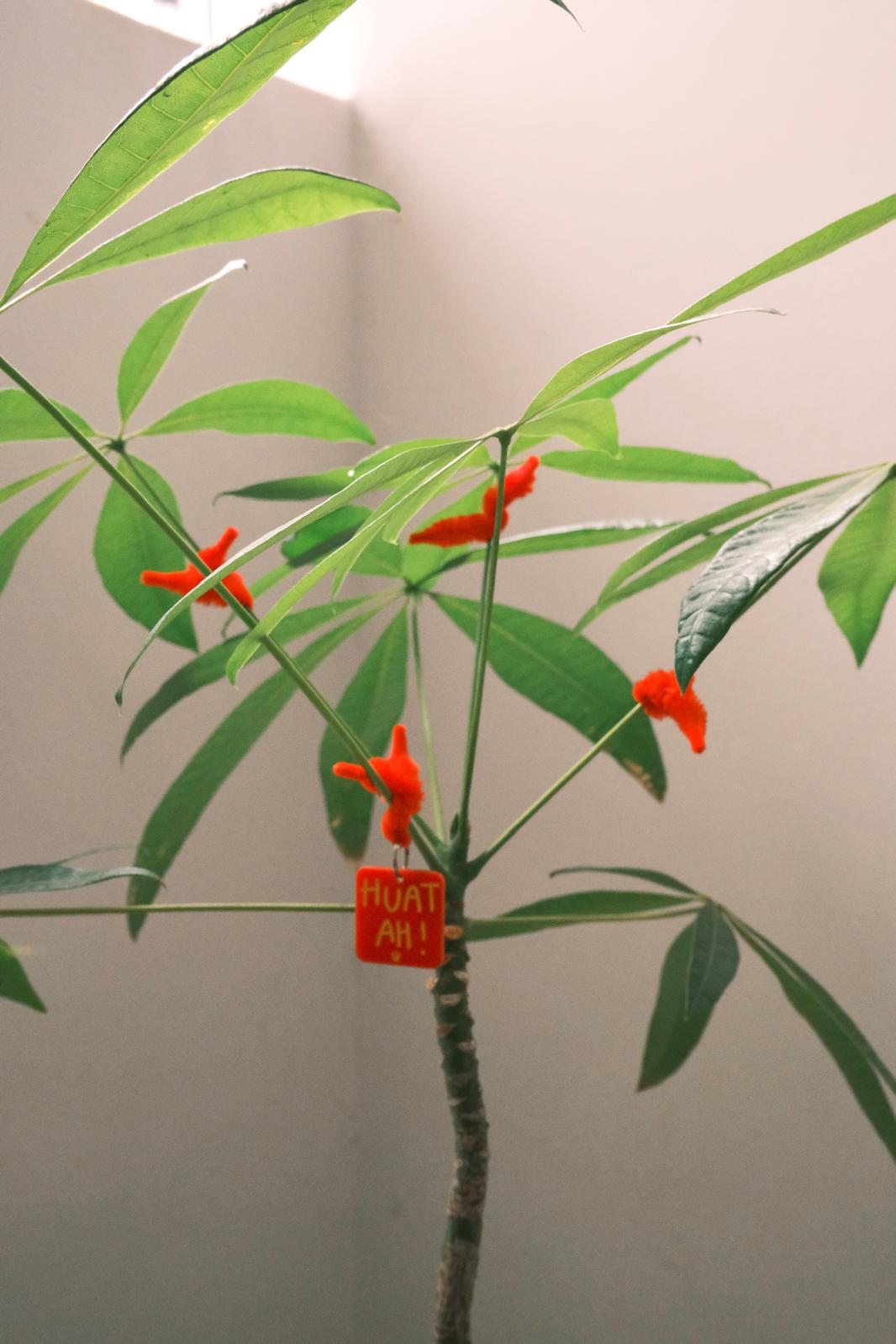 Plants-gotta-dress-up-too!