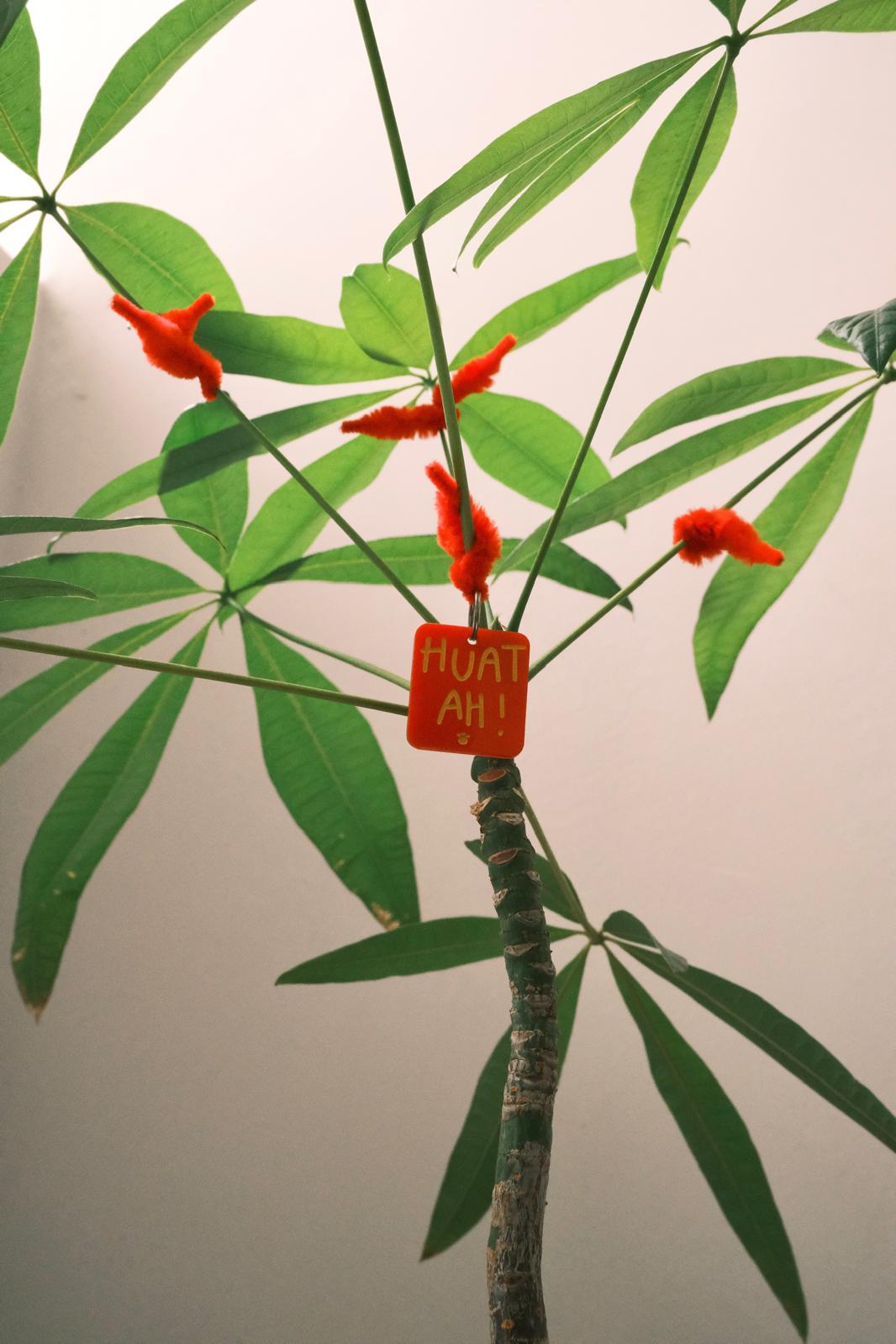 Plants gotta dress up too!