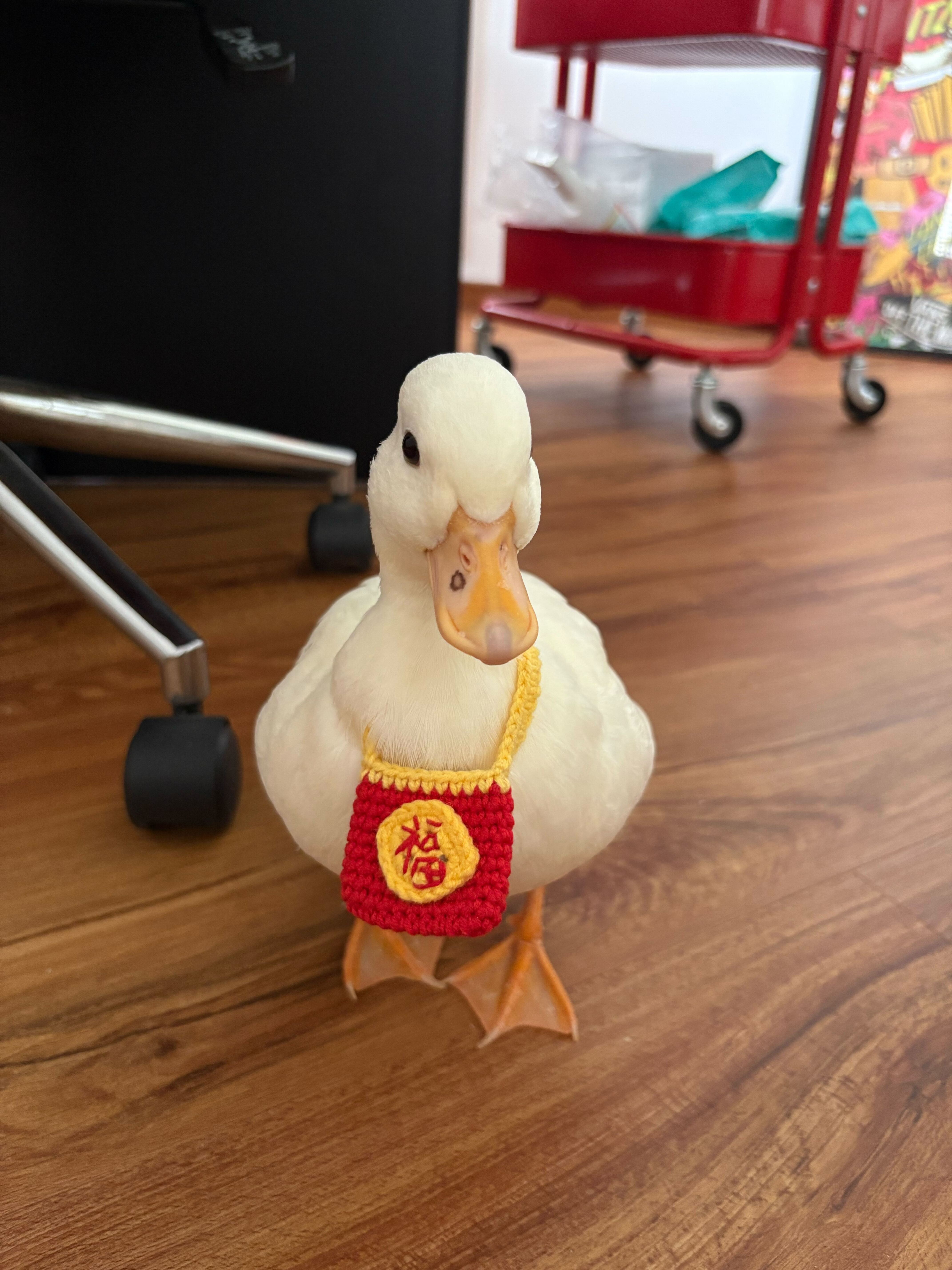 Gong-Xi-Gong-Xi-Lamps!-