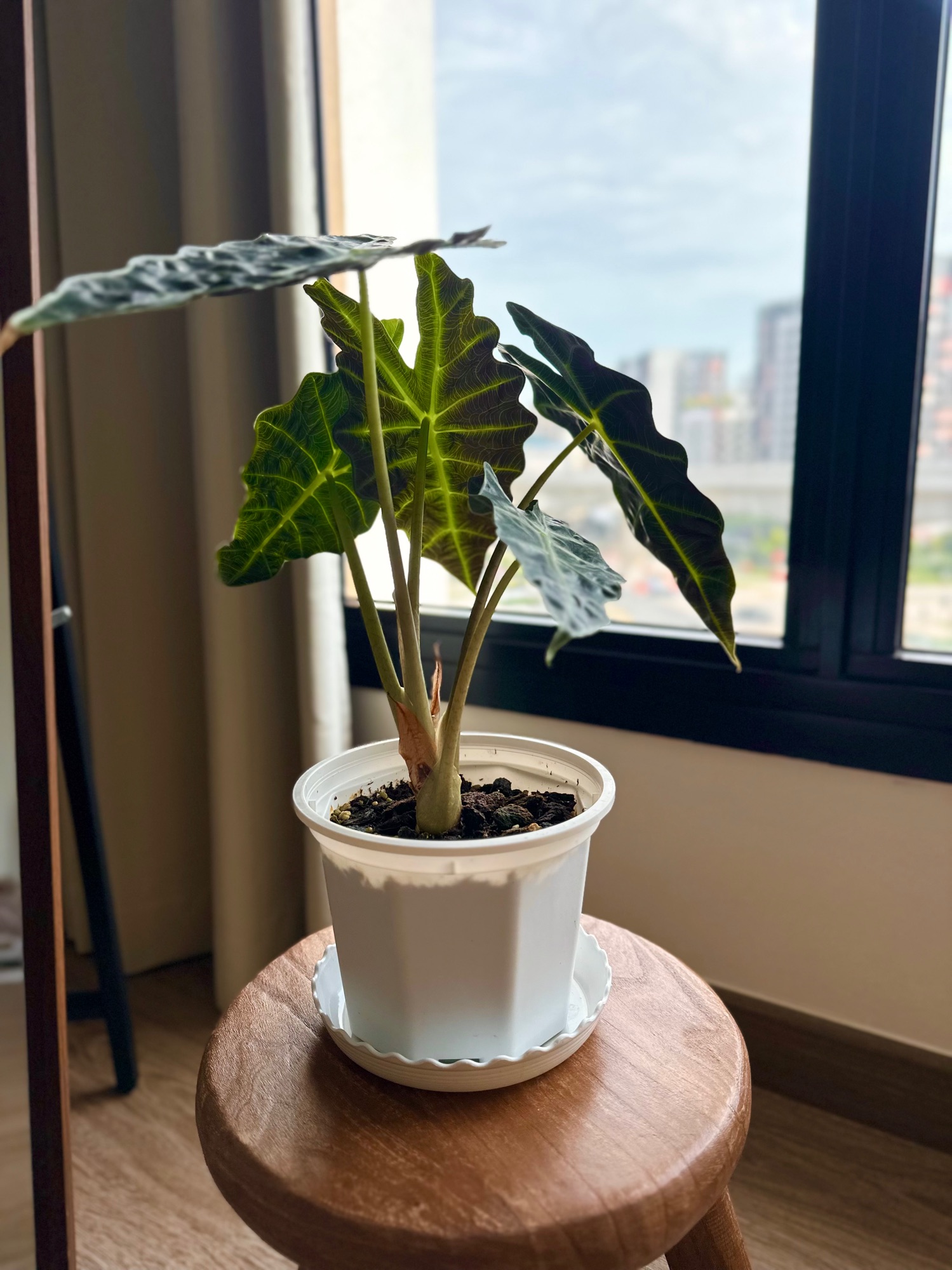 Meet-Our-Houseplants-&-rating-their-maintenance-ease