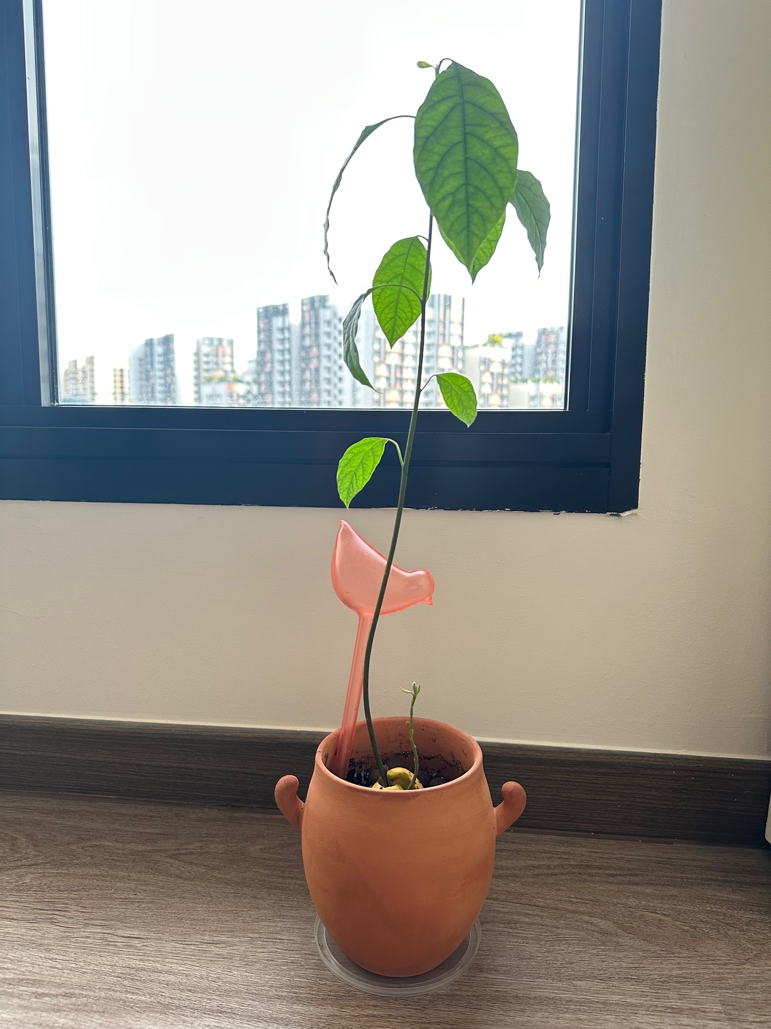 Meet Our Houseplants & rating their maintenance ease