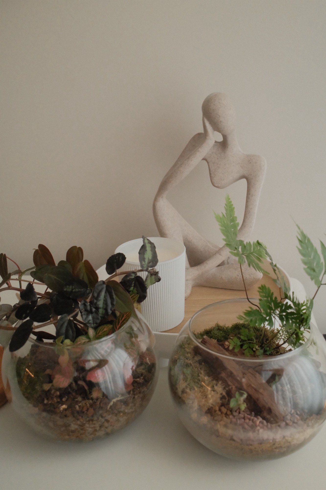 Meet Our Houseplants & rating their maintenance ease