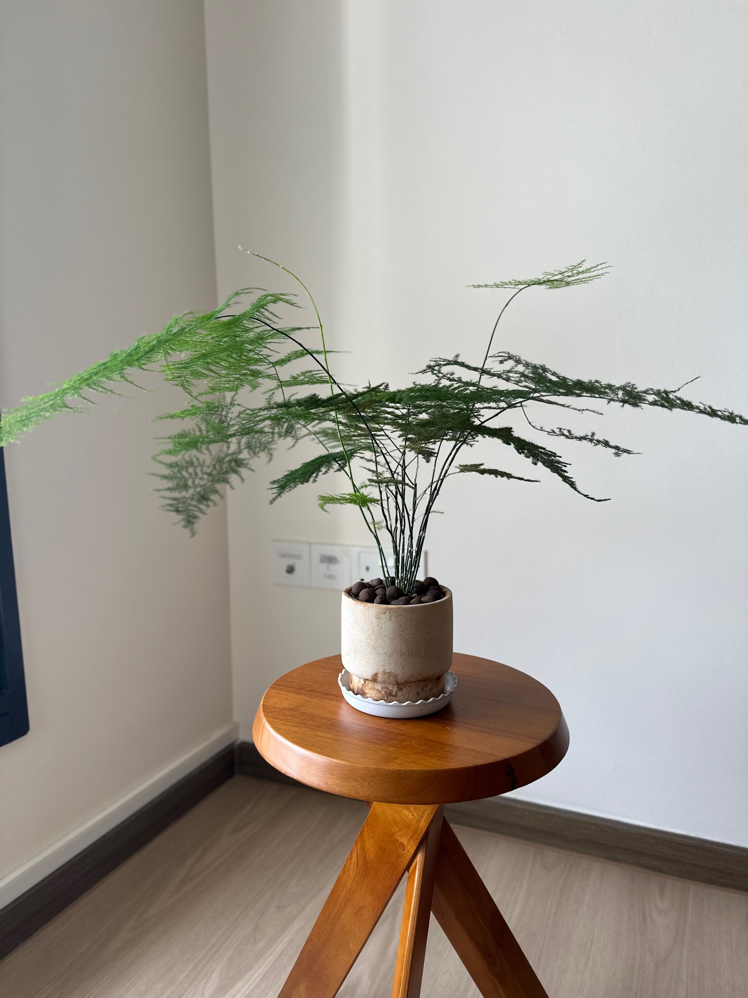 Meet Our Houseplants & rating their maintenance ease