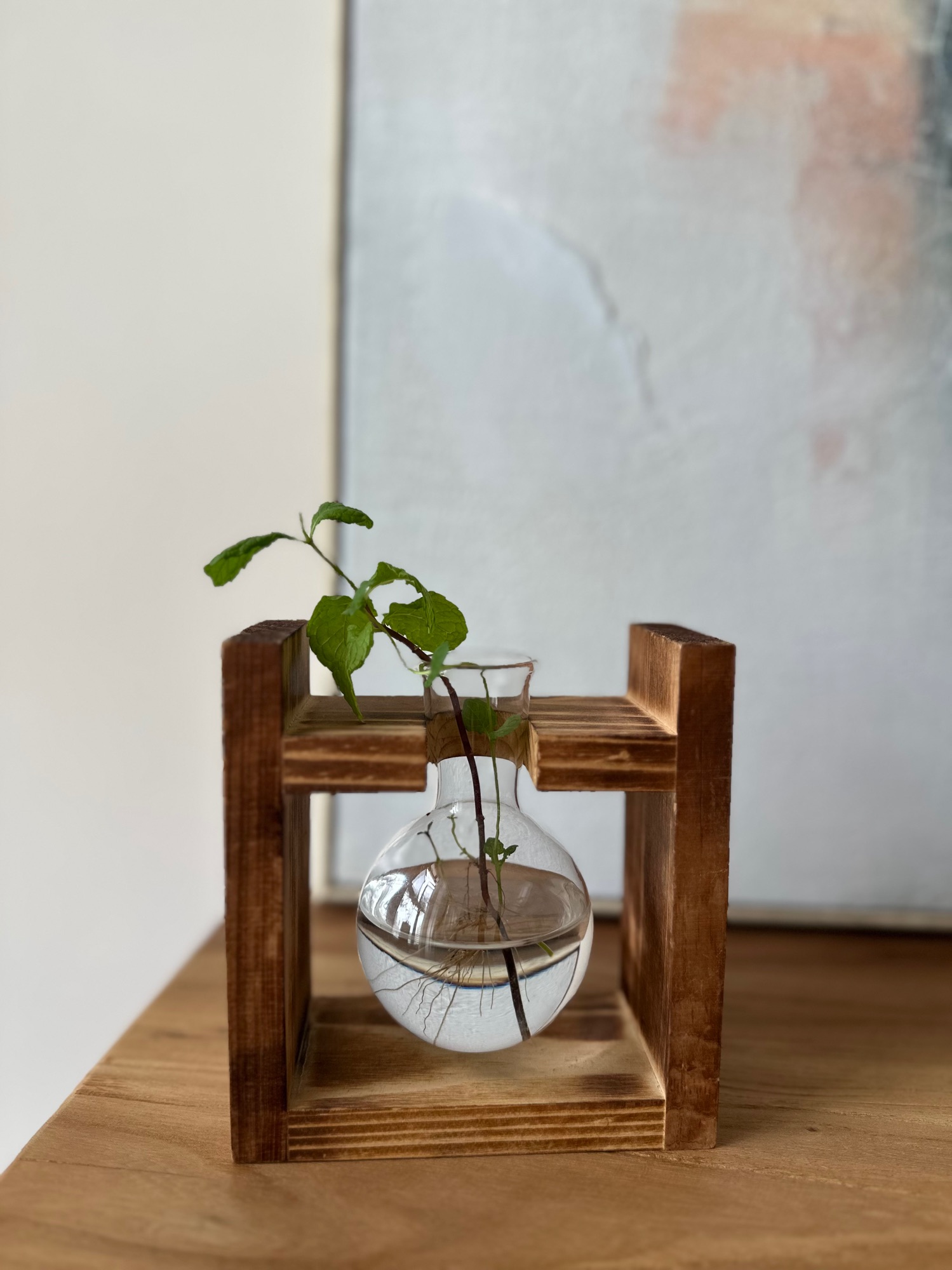 Meet Our Houseplants & rating their maintenance ease