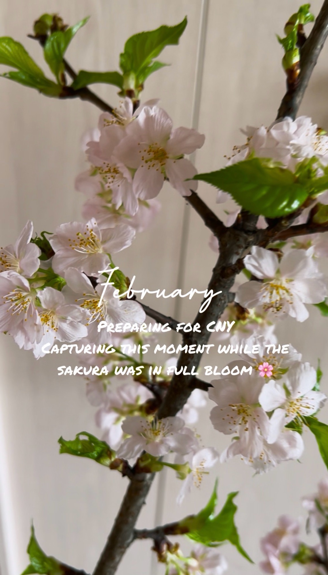 Little Moments From February 🌸🩷