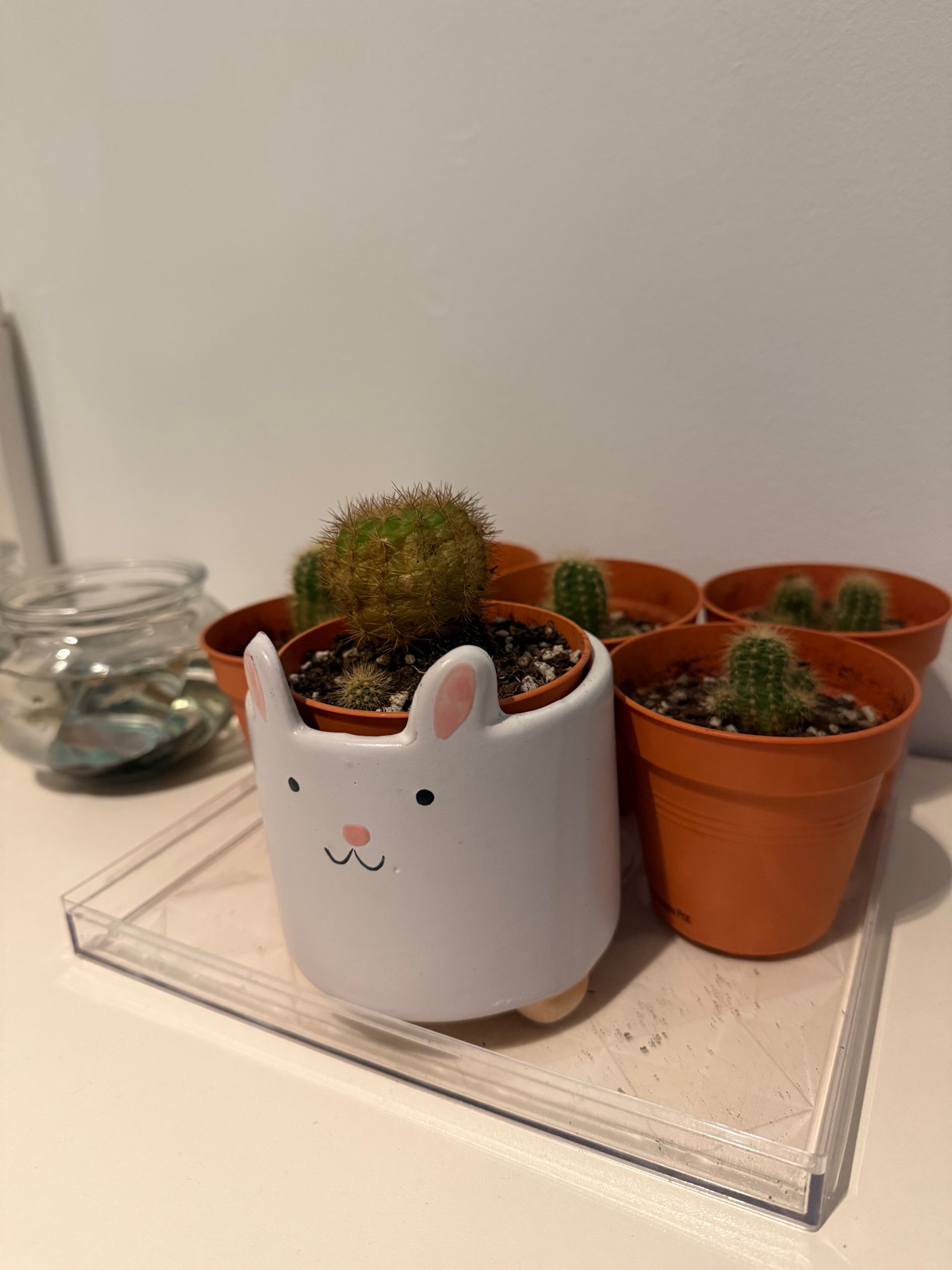 Small spaces with new additional adds of easy to care plants and more!