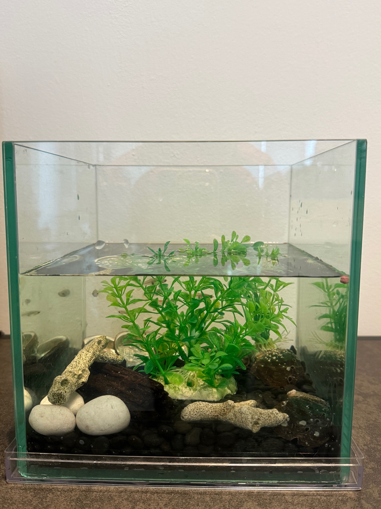 Small spaces with new additional adds of easy to care plants and more!