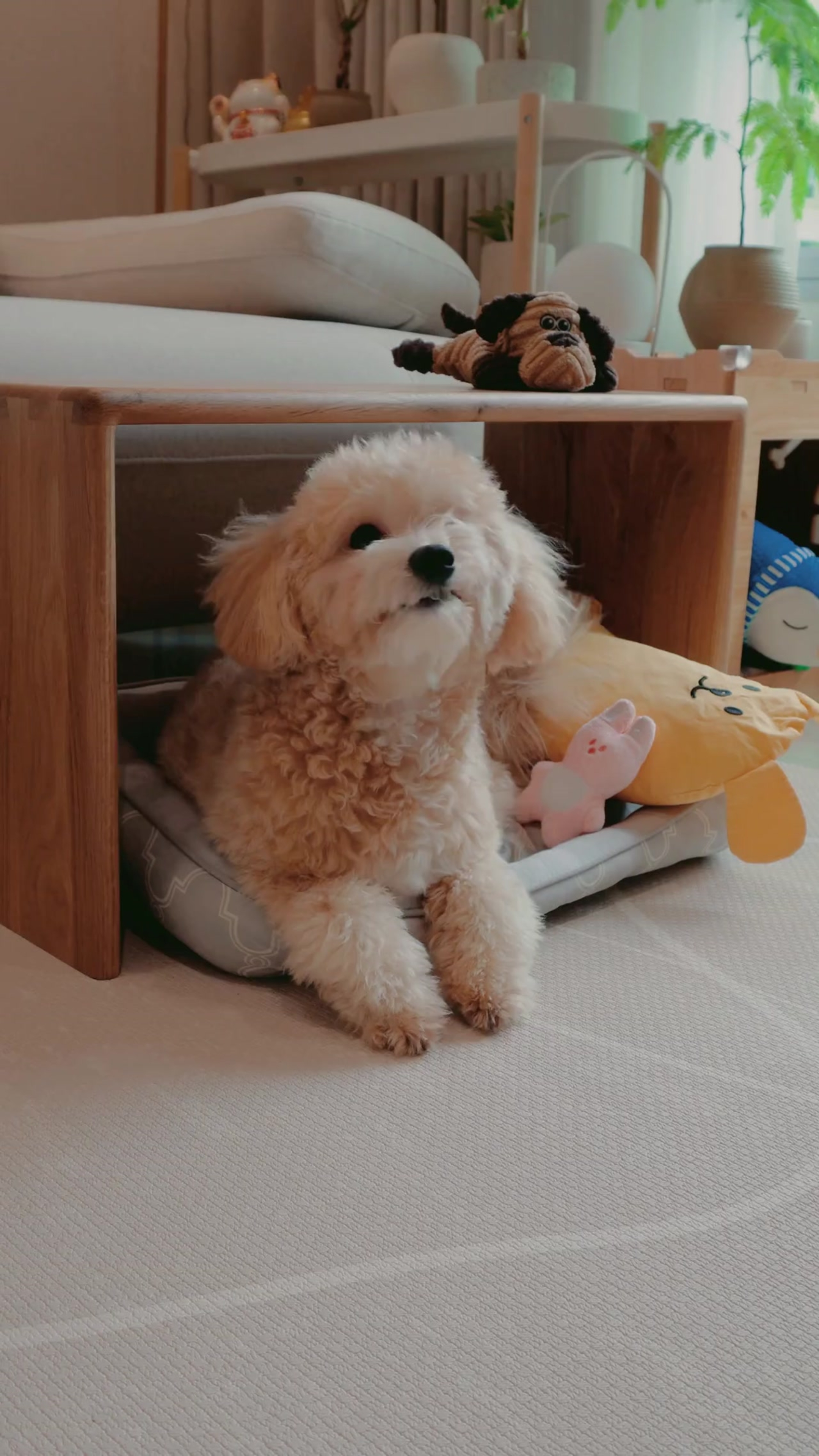 Our new side table… officially approved by Dog-Toffy