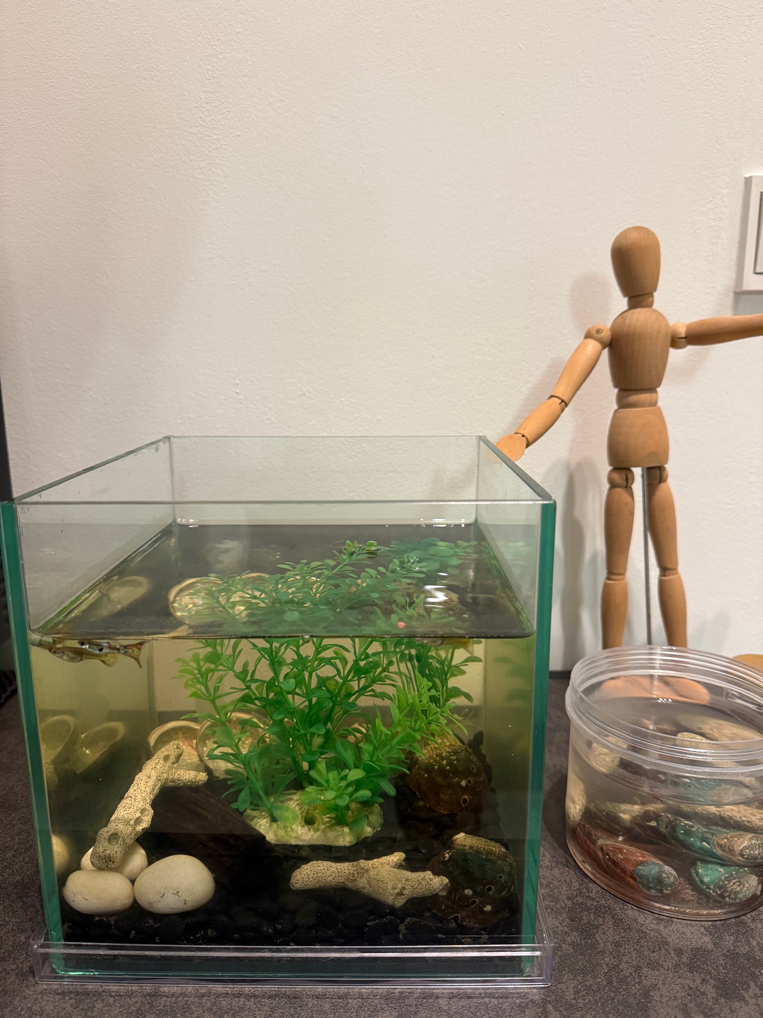 Small spaces with new additional adds of easy to care plants and more!