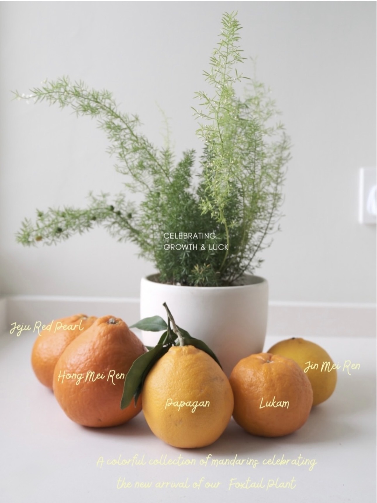 Our Once-a-Year Red Ritual 🍊