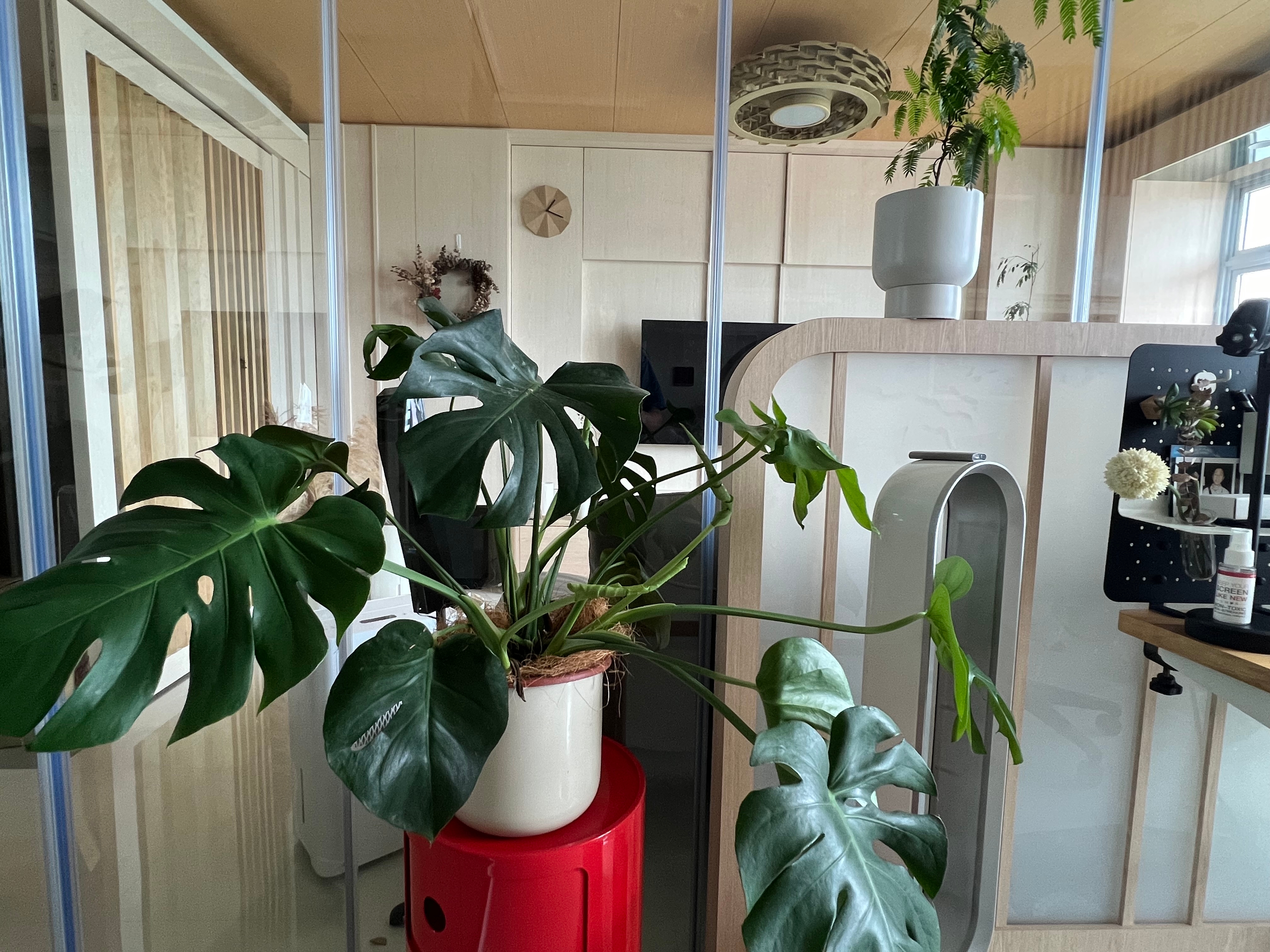 Easy plants for beginner plant parents 🌿