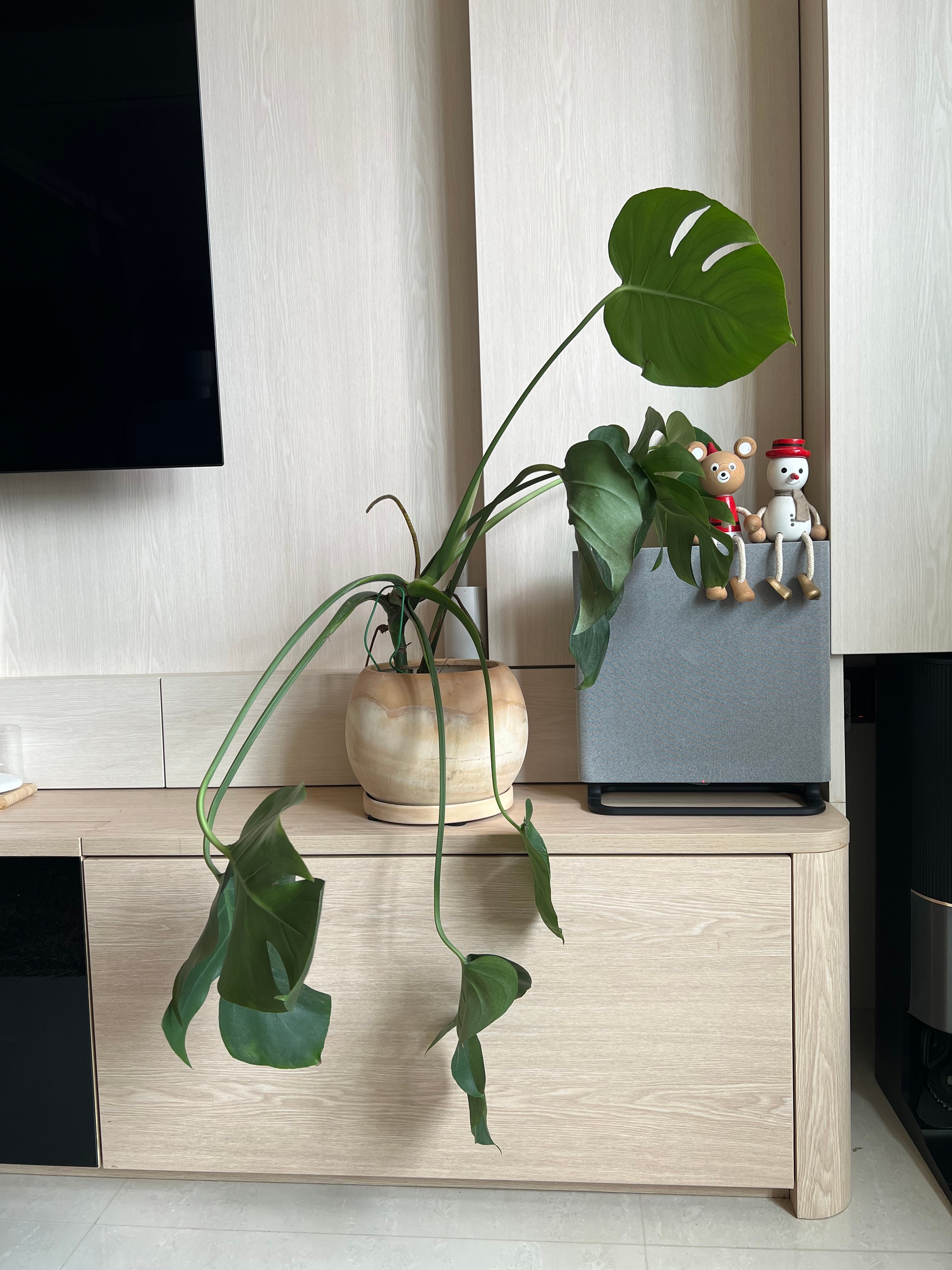 Easy plants for beginner plant parents 🌿