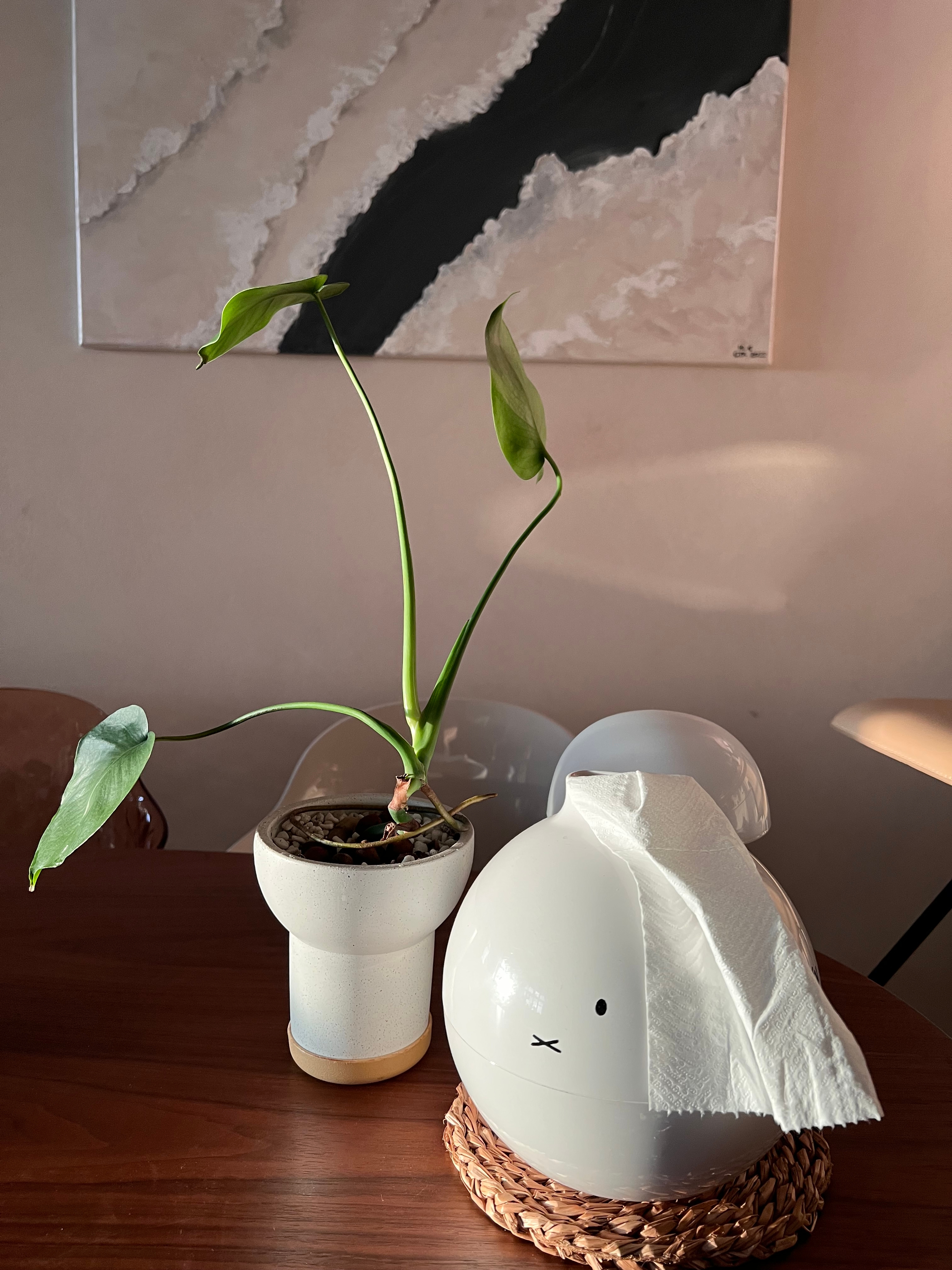 Easy plants for beginner plant parents 🌿