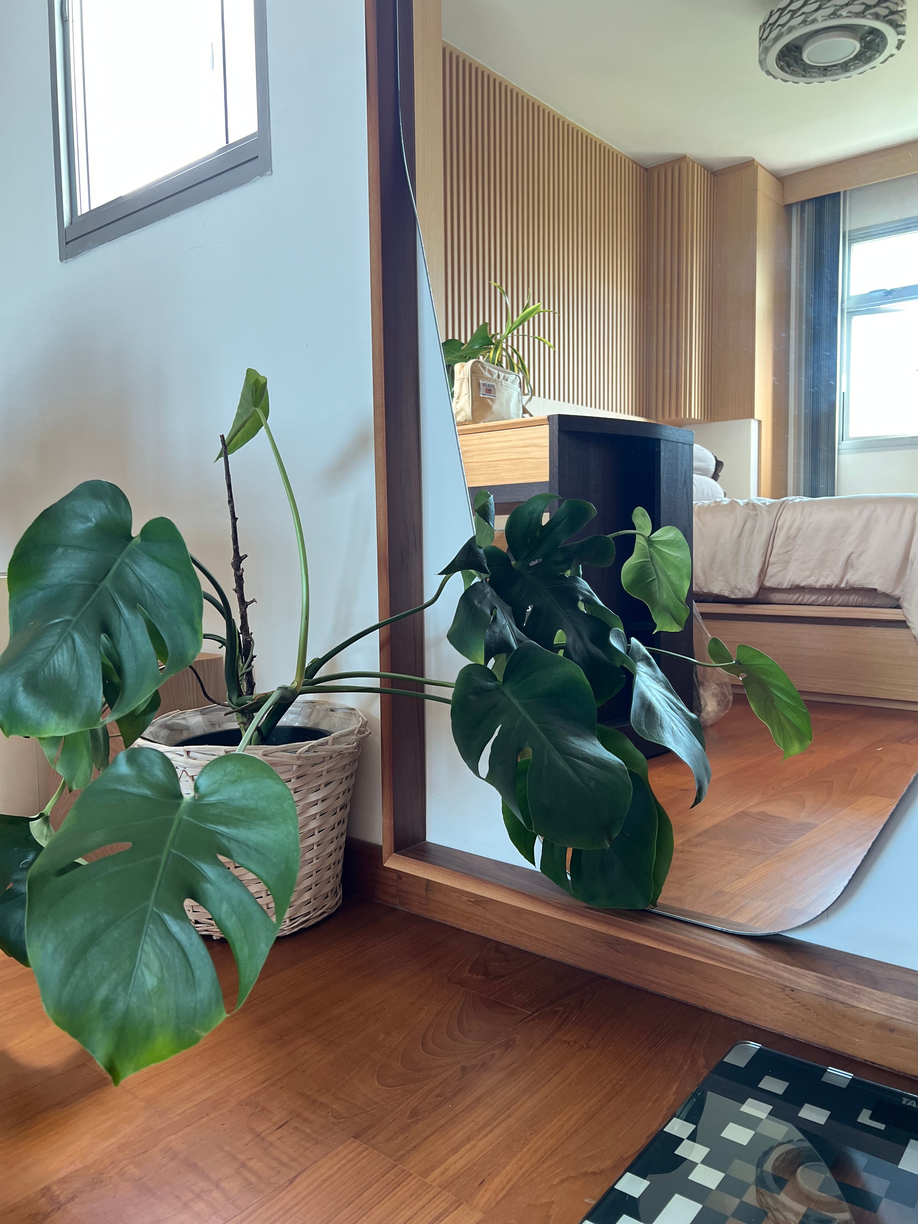 Easy plants for beginner plant parents 🌿