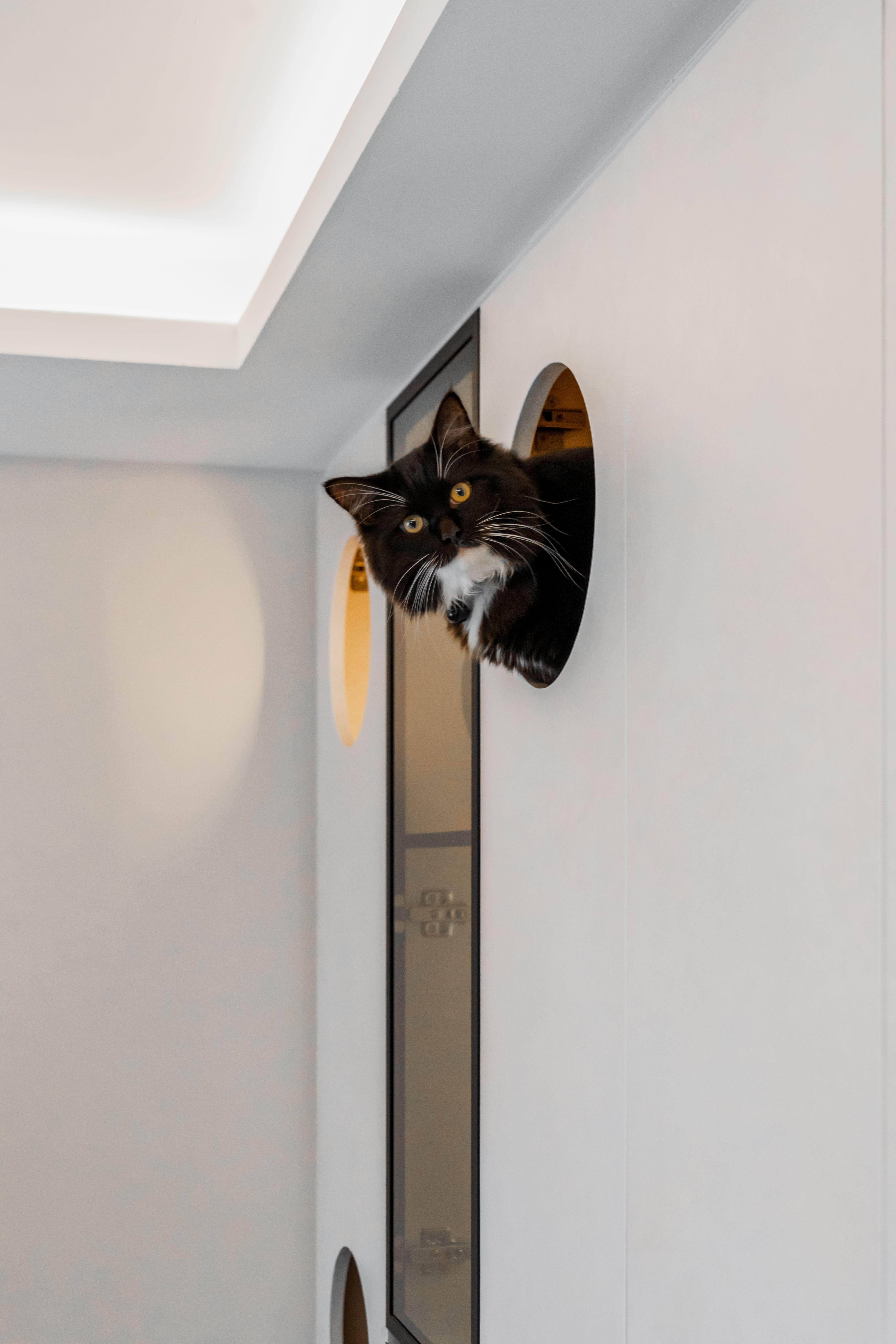 A cozy minimalistic home with cats
