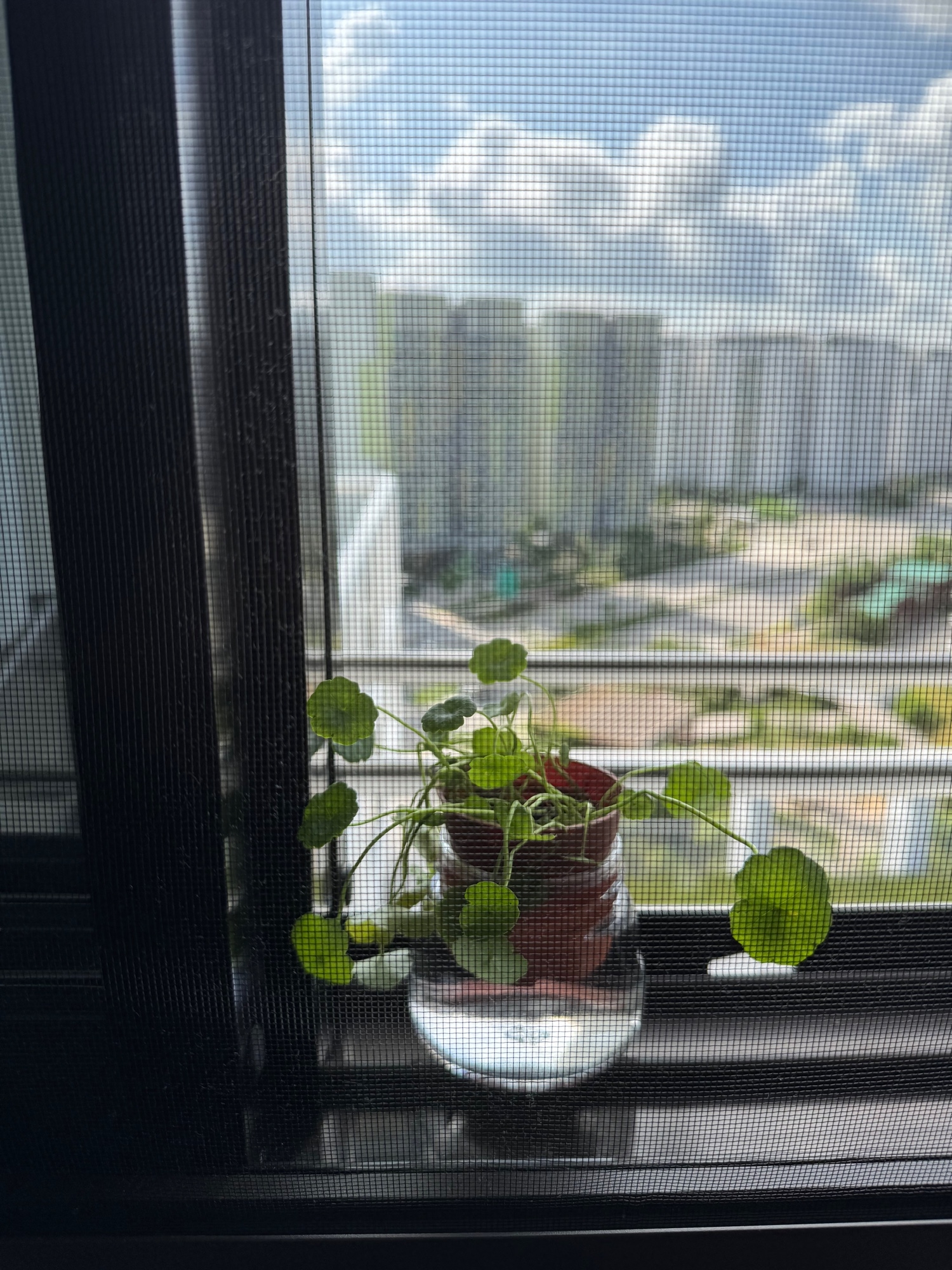 Insect-proof-ideas-for-your-home