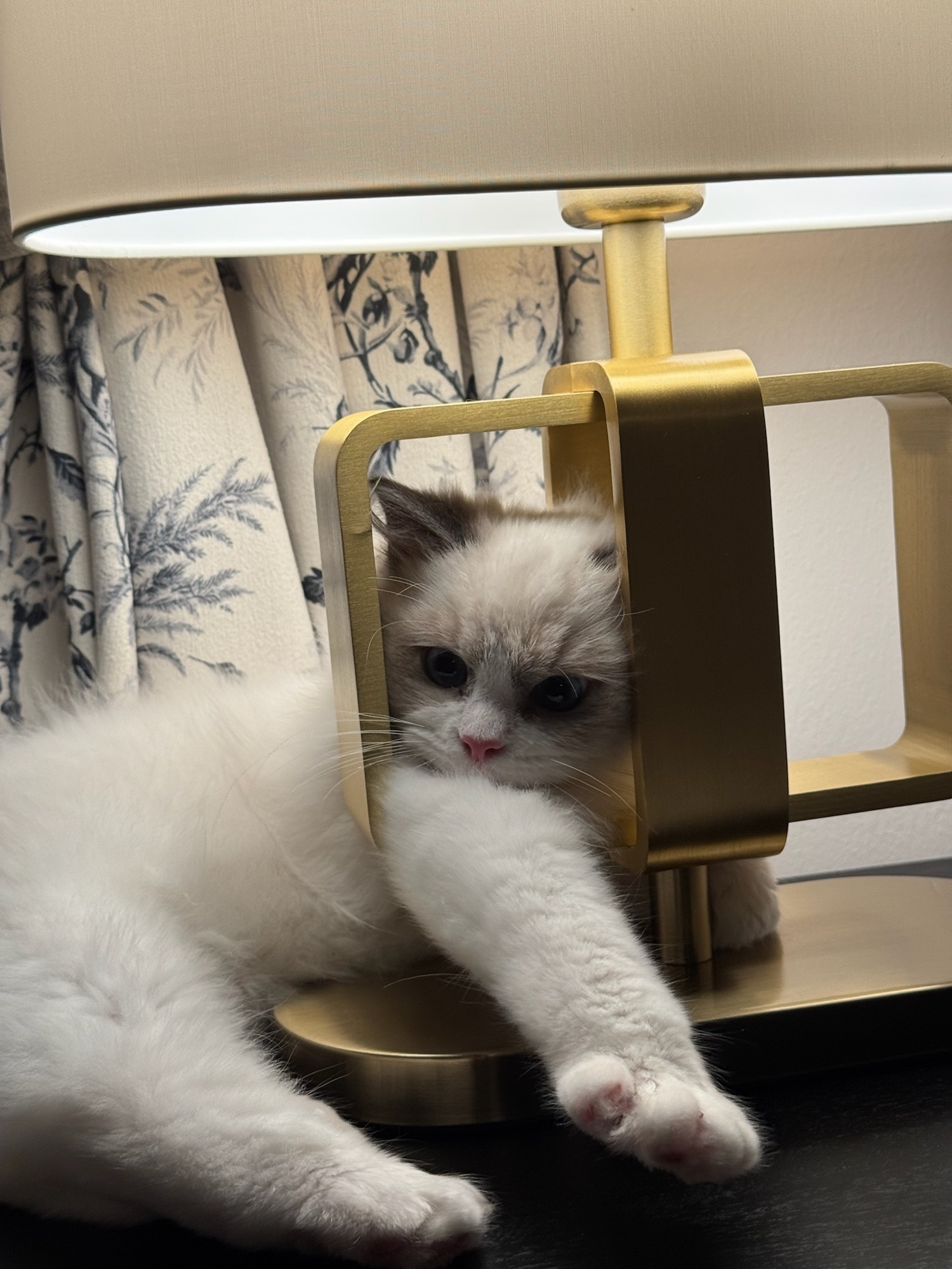 Parts-of-our-home-refurbished-for-our-little-fur-darling-haha