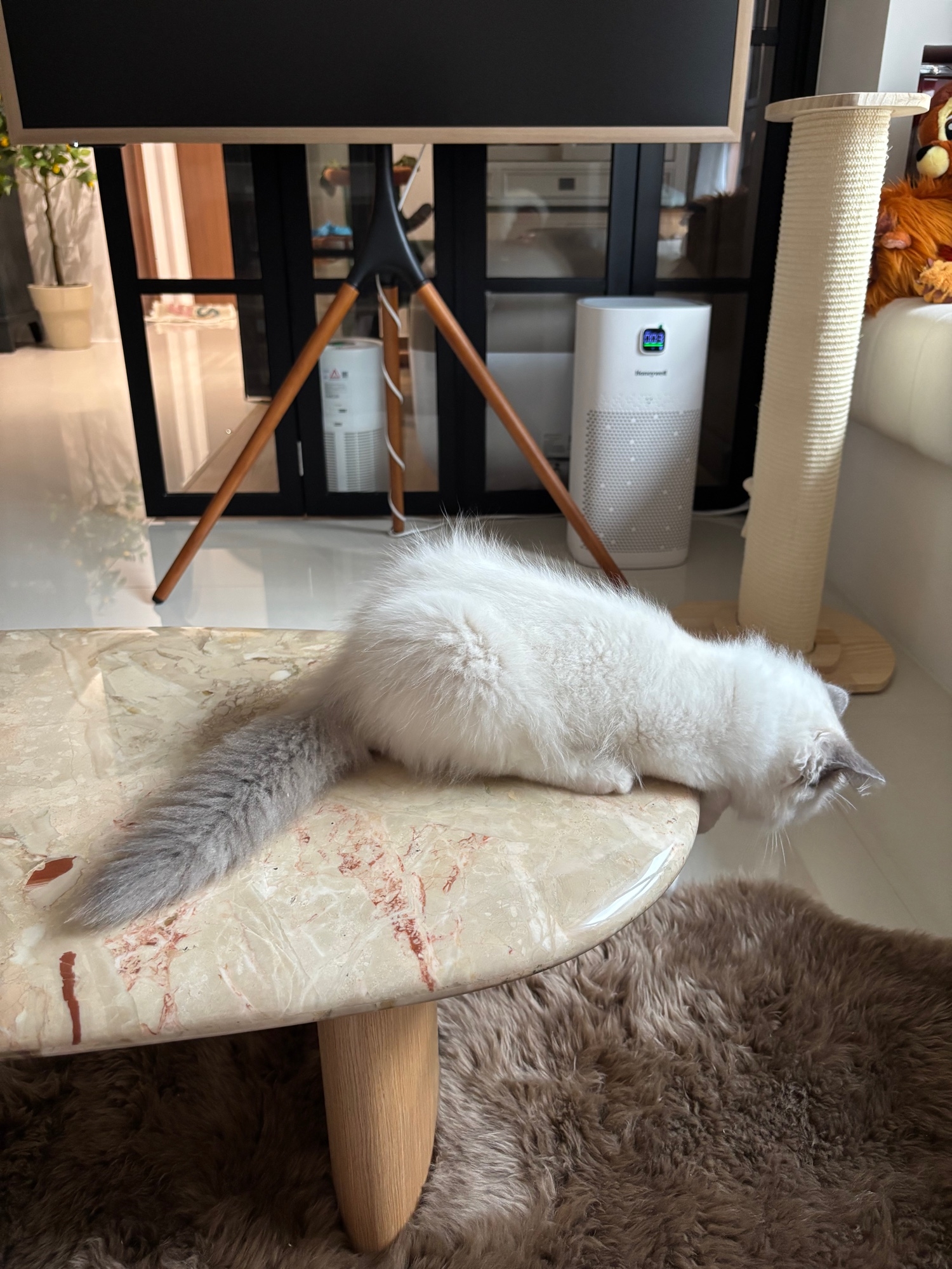 Parts of our home refurbished for our little fur darling haha