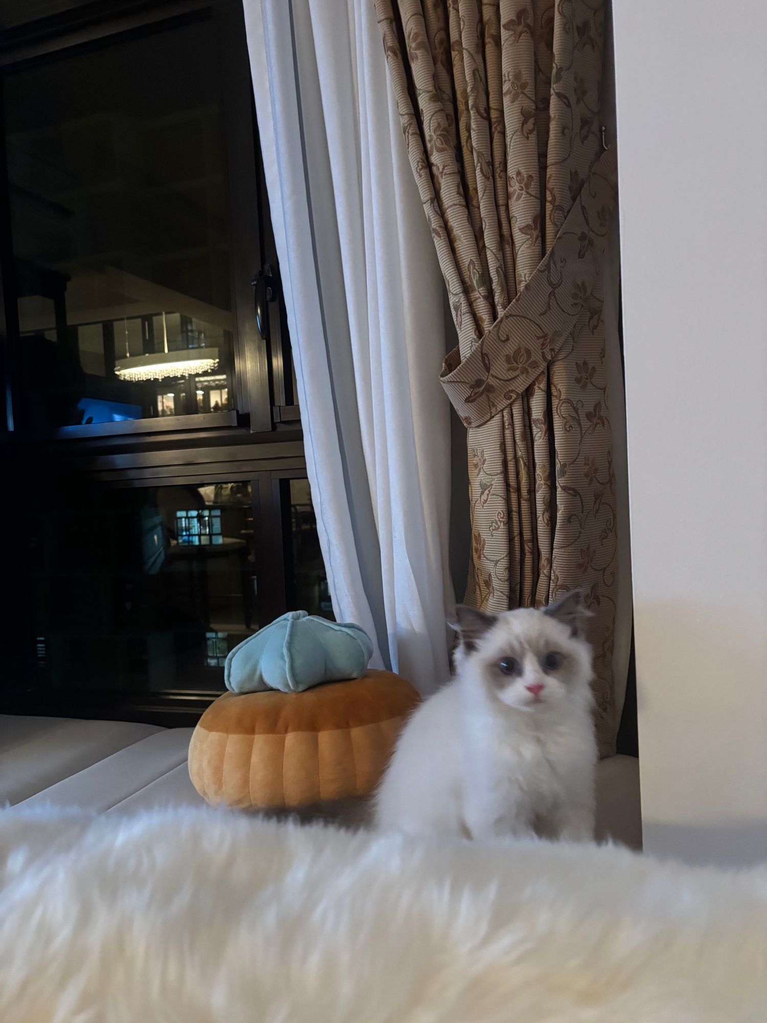 Parts of our home refurbished for our little fur darling haha
