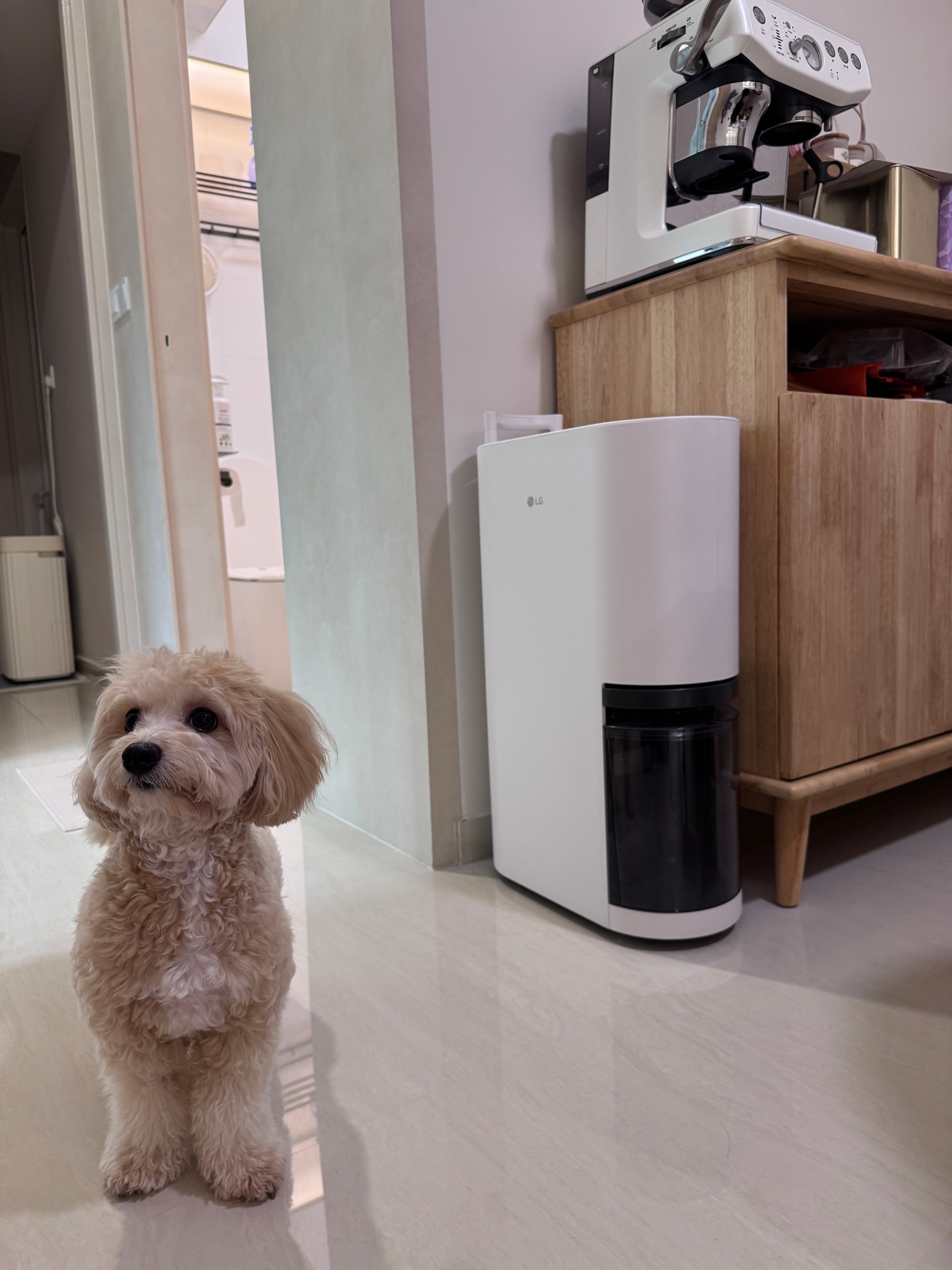 Why Dehumidifiers Are Essential in Our Home ✨