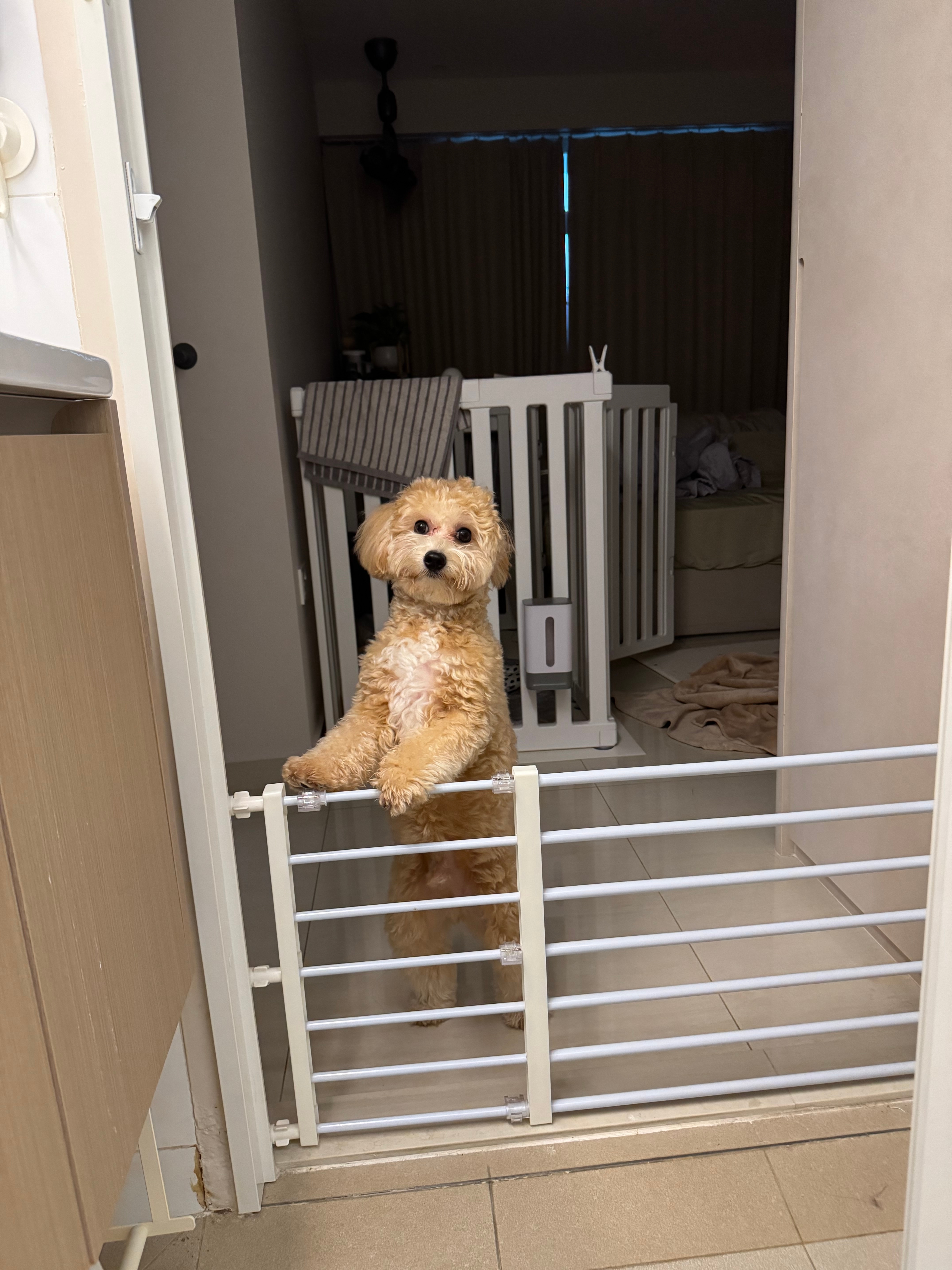 Pet Safe Gates & Dividers 🐶