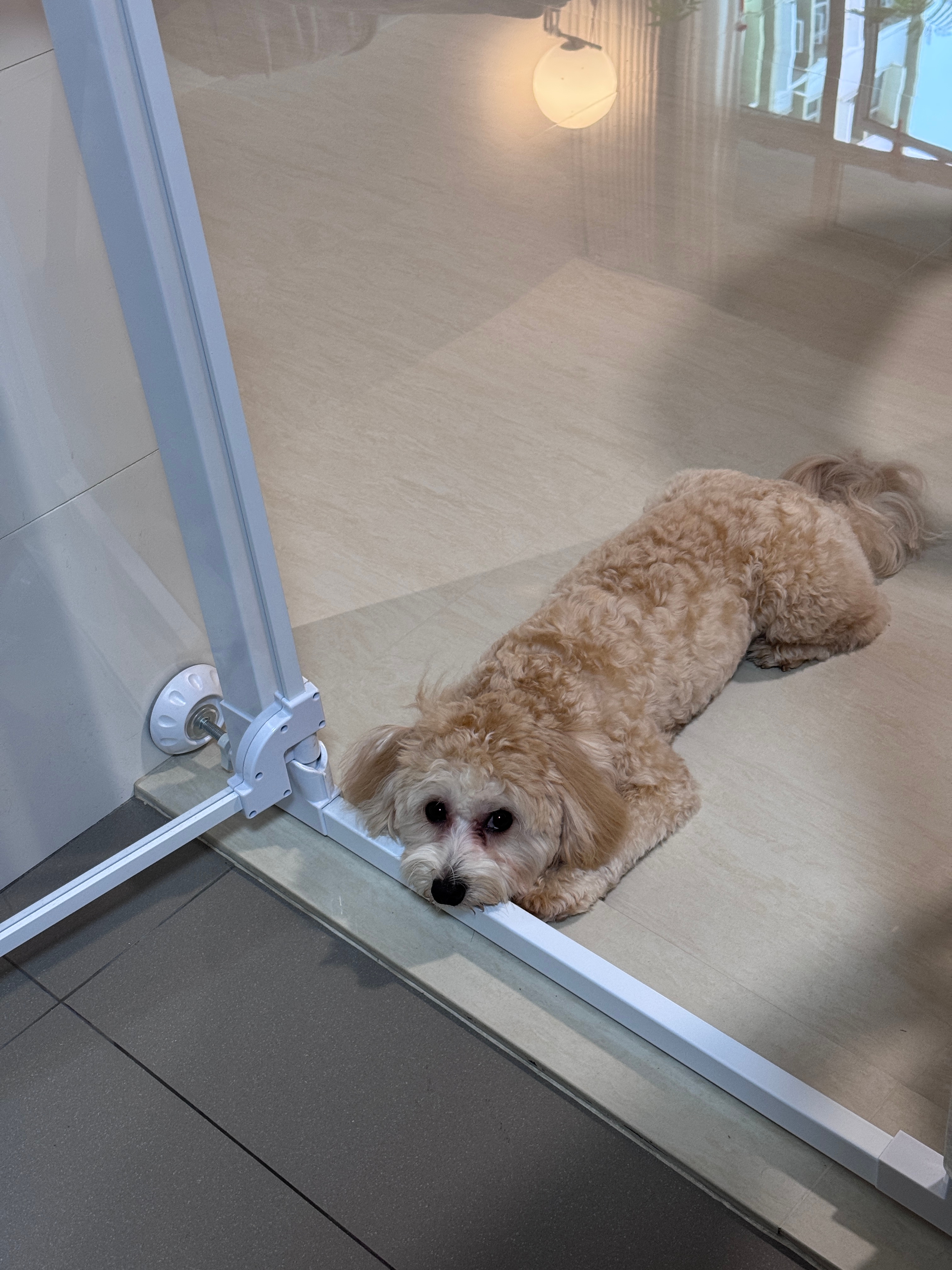 Pet Safe Gates & Dividers 🐶