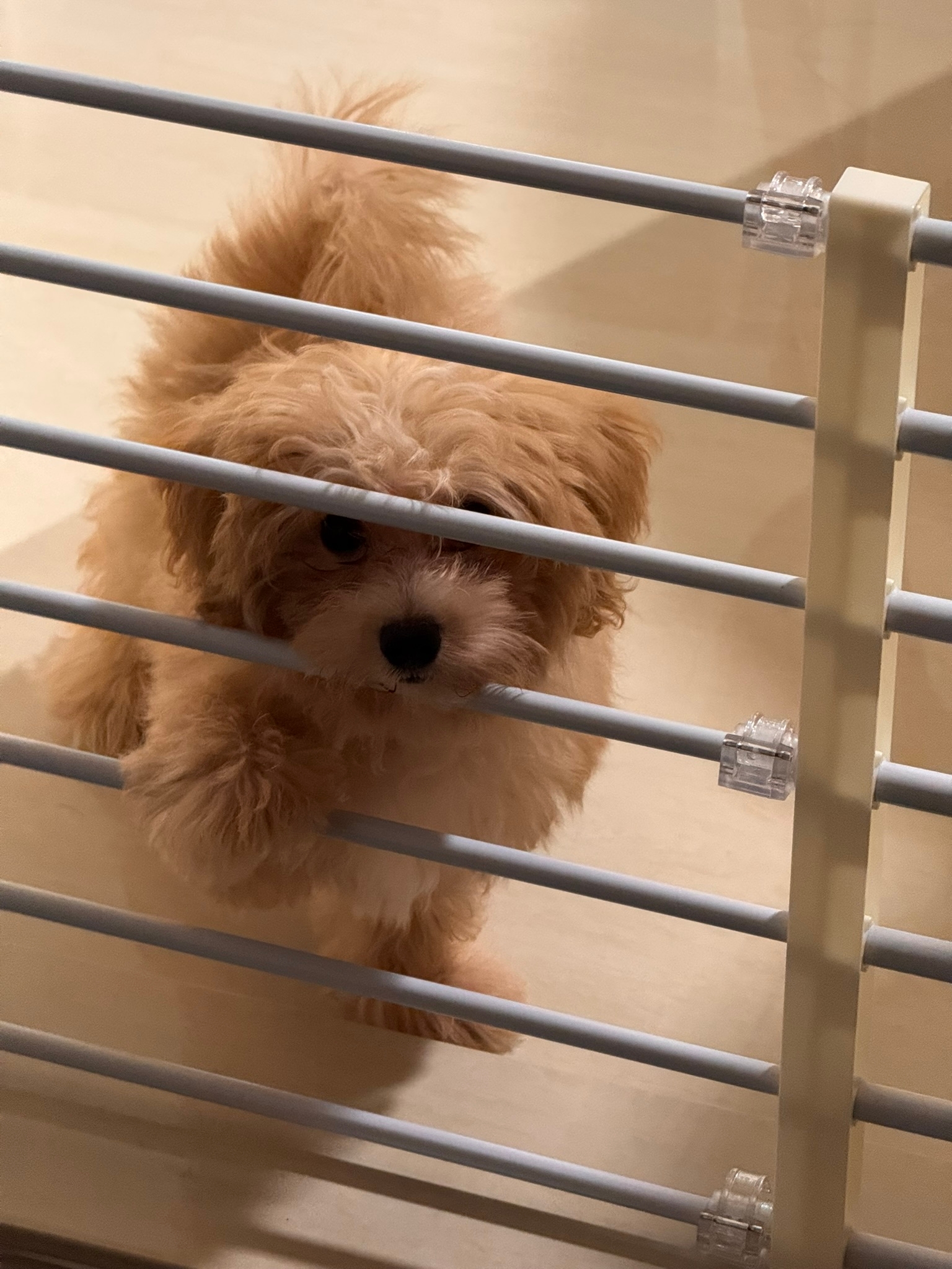 Pet Safe Gates & Dividers 🐶