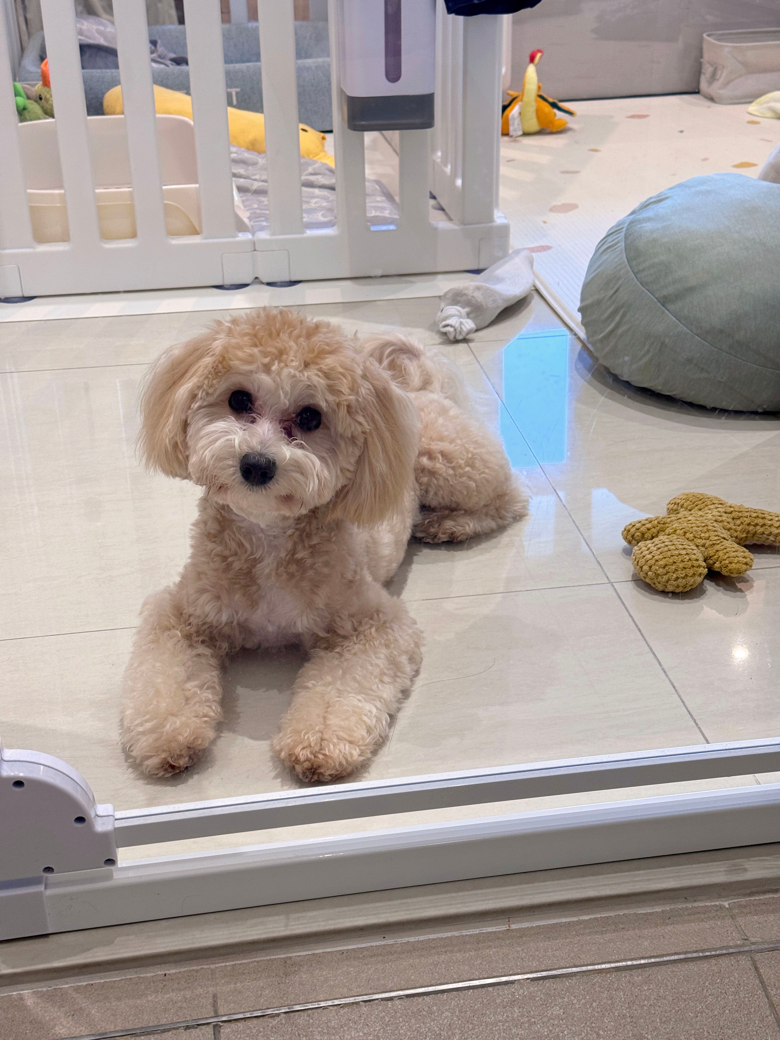 Pet Safe Gates & Dividers 🐶