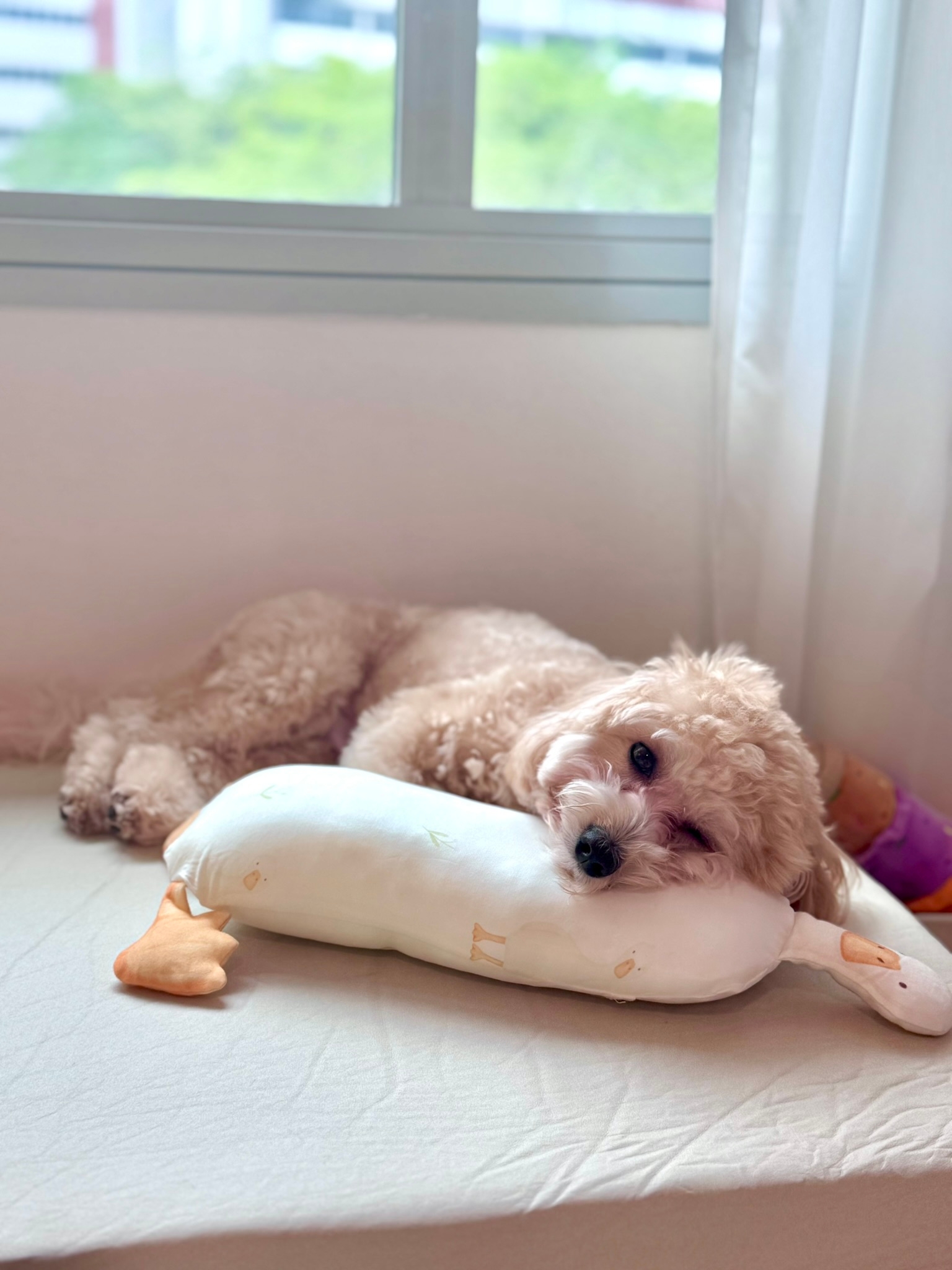 Customized-Bay-Window-Cushion-for-My-Pup-🐶