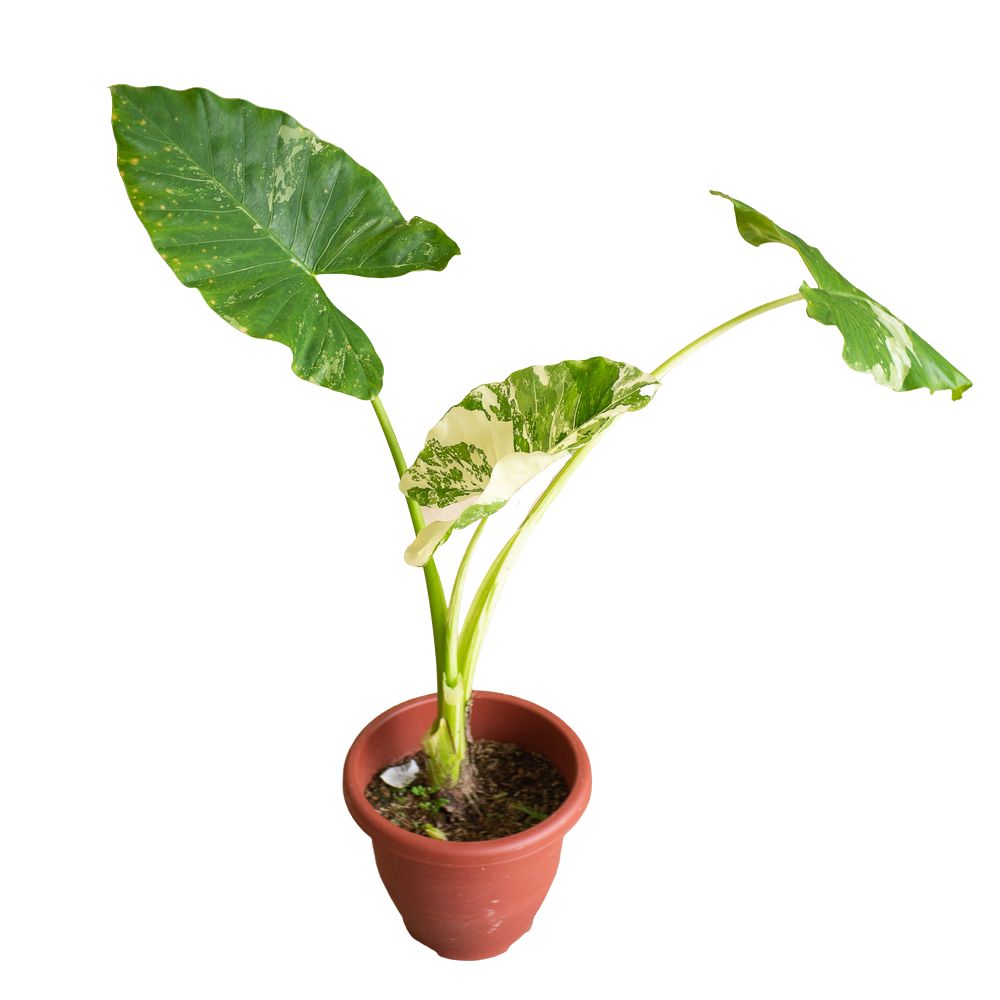 Alocasia macrorrhiza 'Variegata' in Ø15CM Pot