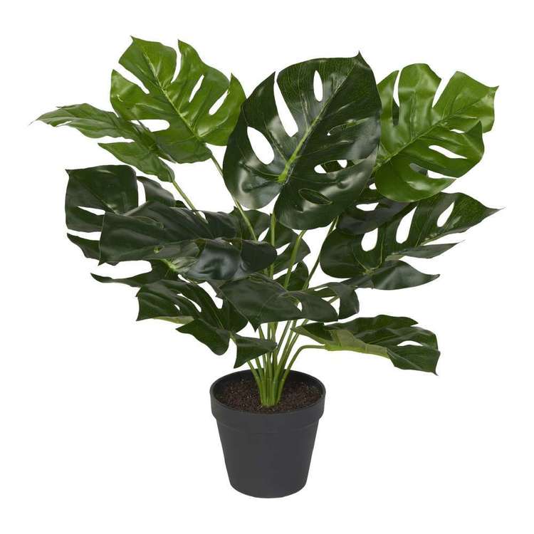 45 cm Monstera Plant Green